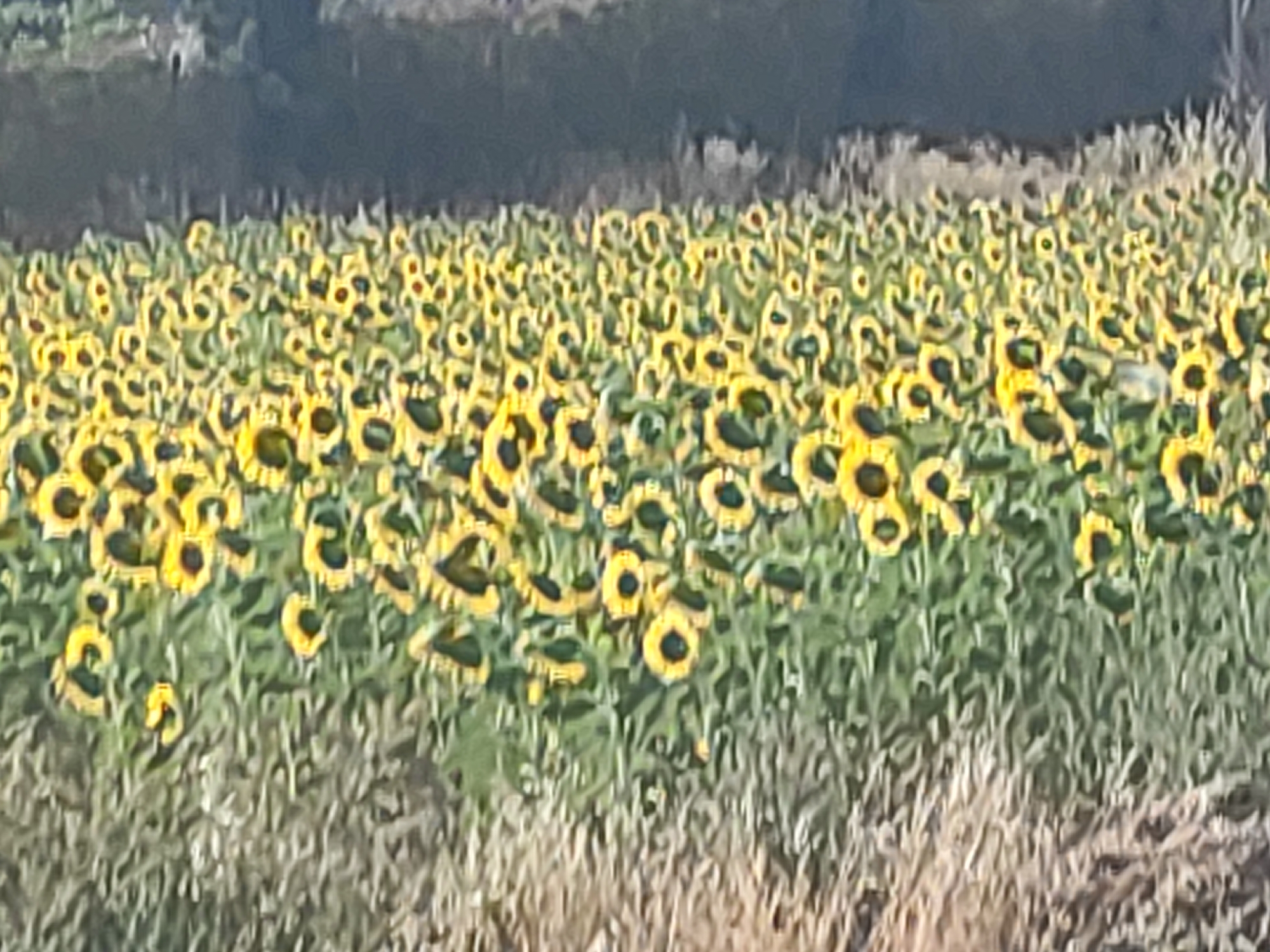 This image shows a large field of sunflowers. The sunflowers are mostly facing forward, and their petals are a bright yellow. The field is dense with sunflowers, and there are many of them. The background of the image is blurred, but it appears to be a wooded area. The image is taken from a slightly elevated position, looking down on the field of sunflowers. The image does not provide any information about the city of Abarca de Campos, Spain.