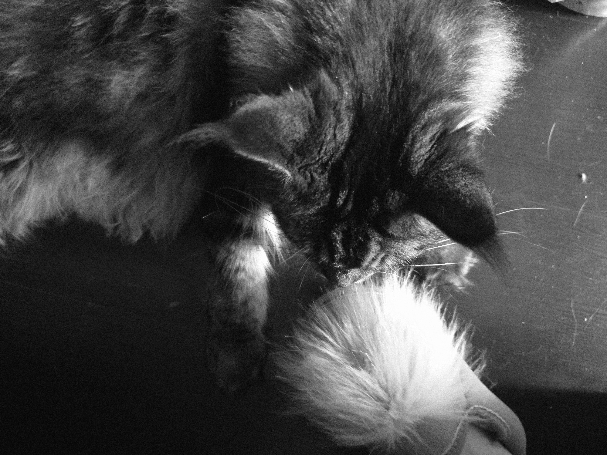 A black and white, high-angle shot shows a close-up of a fluffy cat's paw and head. The cat is lying down on a dark surface, and its paw is raised, with long, white fur sticking out. The cat's head is to the right, with its ear visible and facing towards the left. The fur is dark and appears to be a tabby pattern. The lighting is dim, creating strong shadows. The background is dark and indistinct. There are no people or other animals visible in the image. The location is unknown.