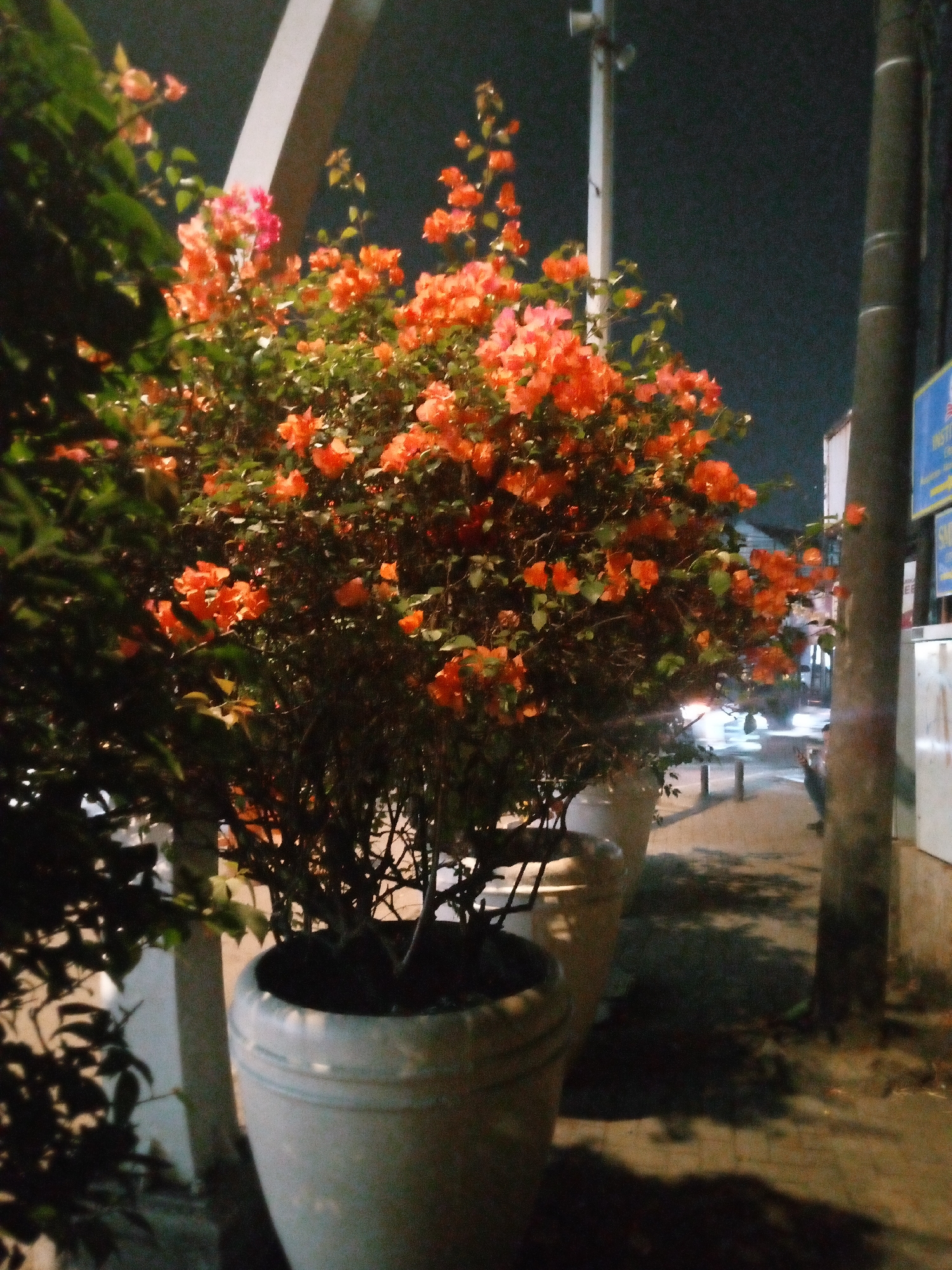 The image depicts an outdoor scene at night, focusing on a large potted plant with vibrant orange and pink flowers, likely bougainvillea, positioned prominently in the foreground. To the left, dark green foliage from another plant partially obscures the view. The potted plant is situated on what appears to be a paved walkway. In the background, a dimly lit street or sidewalk is visible, with hints of buildings and streetlights. A dark cylindrical object, possibly a utility pole or a tree trunk, stands to the right of the frame. The overall impression is of an urban setting at night, with decorative plants contributing to the streetscape. The image does not contain any identifiable individuals or specific actions. There are no discernible elements within the image that can definitively place it in Bitung Jaya, Indonesia.