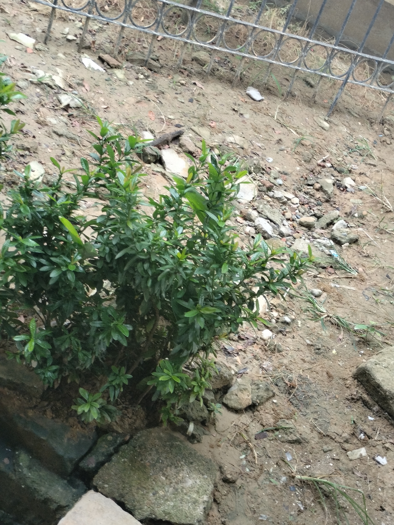 An outdoor, eye-level, medium shot captures a small, leafy green shrub in the foreground. The shrub is planted in dirt mixed with small rocks and pebbles, with larger stones and fragments of concrete or plaster visible at the base. A dark, possibly wet, area is visible to the left of the shrub, suggesting a drainage ditch or a waterlogged patch. In the background, a black metal fence with circular decorative elements runs horizontally across the frame, separating the foreground from a patch of dry grass and soil. The ground is uneven, covered in loose dirt, scattered stones, and dried vegetation. There are no people or animals visible in the scene. The lighting suggests it is daytime, with overcast conditions or shadow. The location is the side of a road in Langsa, Indonesia, characterized by the presence of a fence, unkempt vegetation, and debris common in such urban fringe environments.