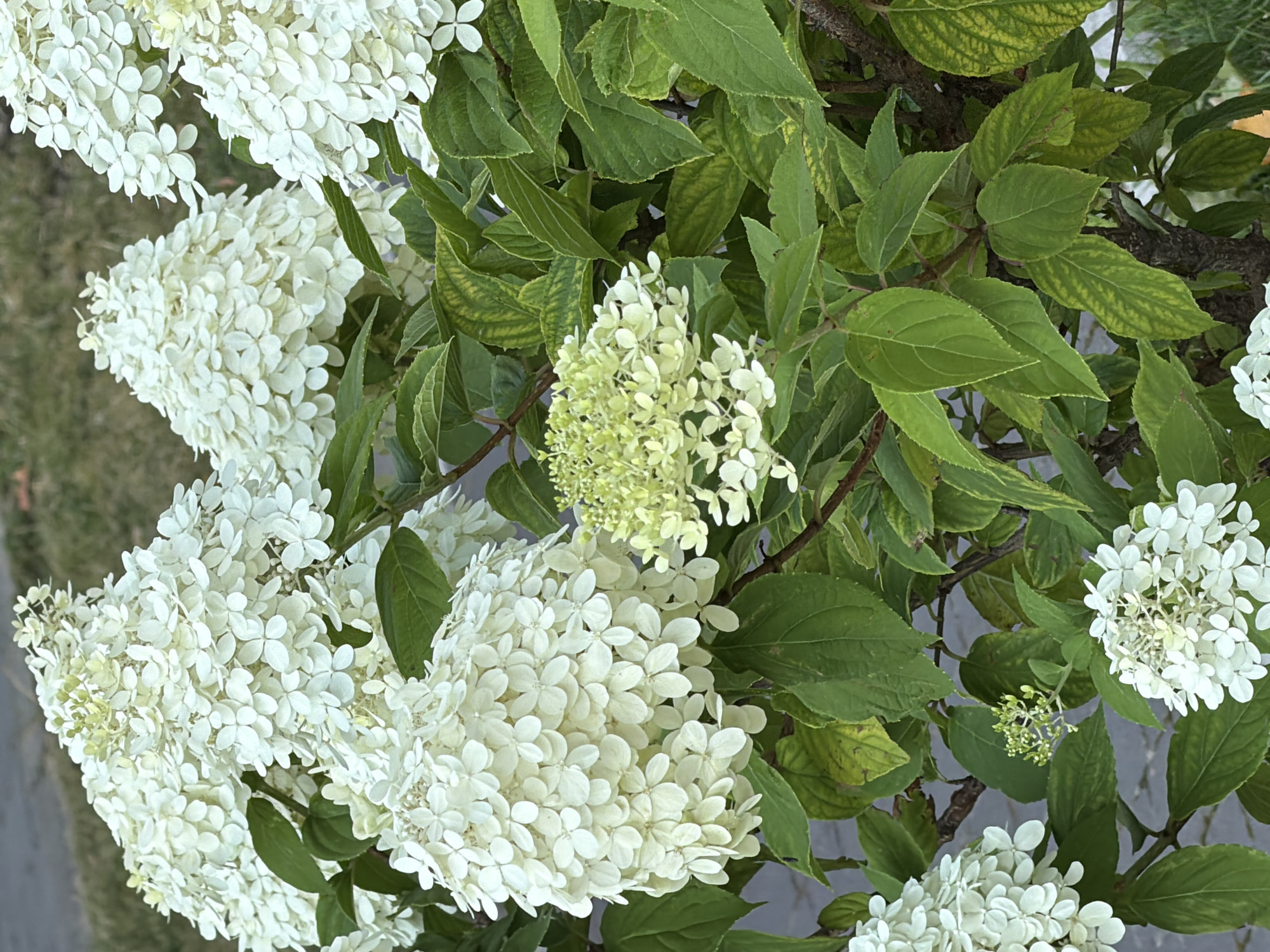 A close-up shot captures a cluster of white hydrangeas in bloom, their delicate petals forming large, conical flower heads. The hydrangeas are interspersed with vibrant green leaves, some of which show yellowing, indicating a possible transition in season or a nutrient deficiency. The background is softly blurred, hinting at an outdoor urban environment, possibly a park or a well-maintained garden within Kyiv, Ukraine. No people or animals are visible in the frame, and the focus remains solely on the botanical subject. The lighting appears to be natural daylight, casting gentle shadows on the foliage.