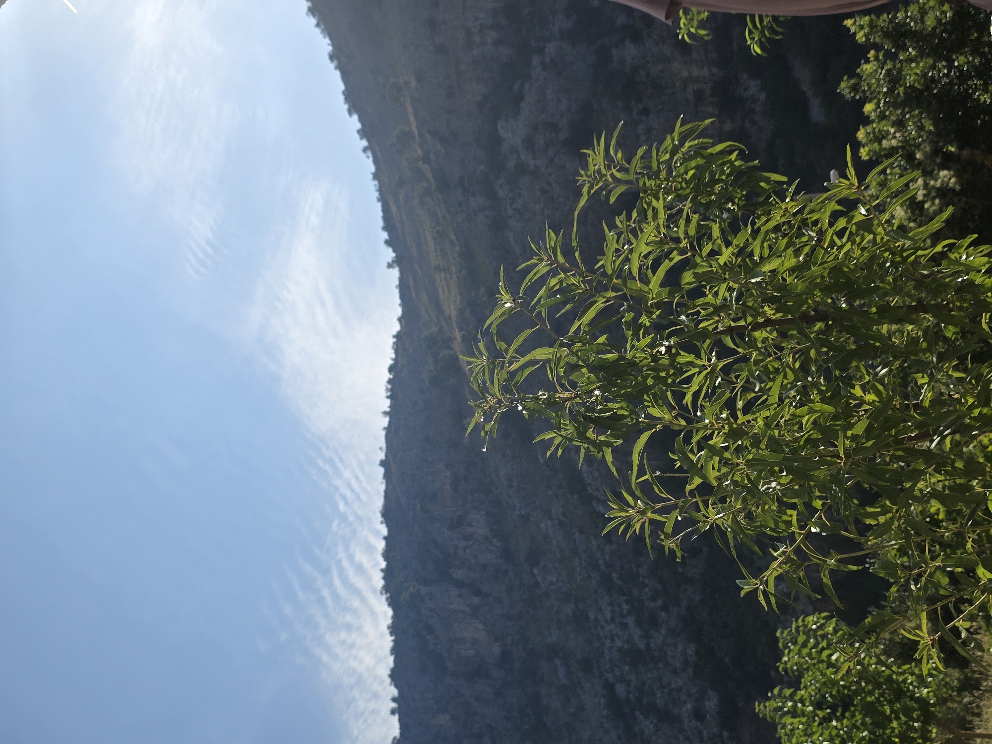 The image depicts a natural landscape with a focus on vegetation against a mountainous backdrop. In the foreground, a lush green tree with long, slender leaves is prominently featured, bathed in sunlight. To the left and right, other trees and foliage can be seen, some appearing as fruit trees with small white blossoms. Beyond the trees, a steep, rocky mountain range dominates the background, its slopes covered in sparse vegetation and appearing somewhat arid. The sky above is a clear, vibrant blue, with wispy white clouds forming delicate patterns. The overall scene suggests an outdoor, possibly rural or mountainous setting, indicative of a location outside of a dense urban environment. The image does not contain any recognizable landmarks or structures that would specifically place it within the city of Podgorica, Montenegro.