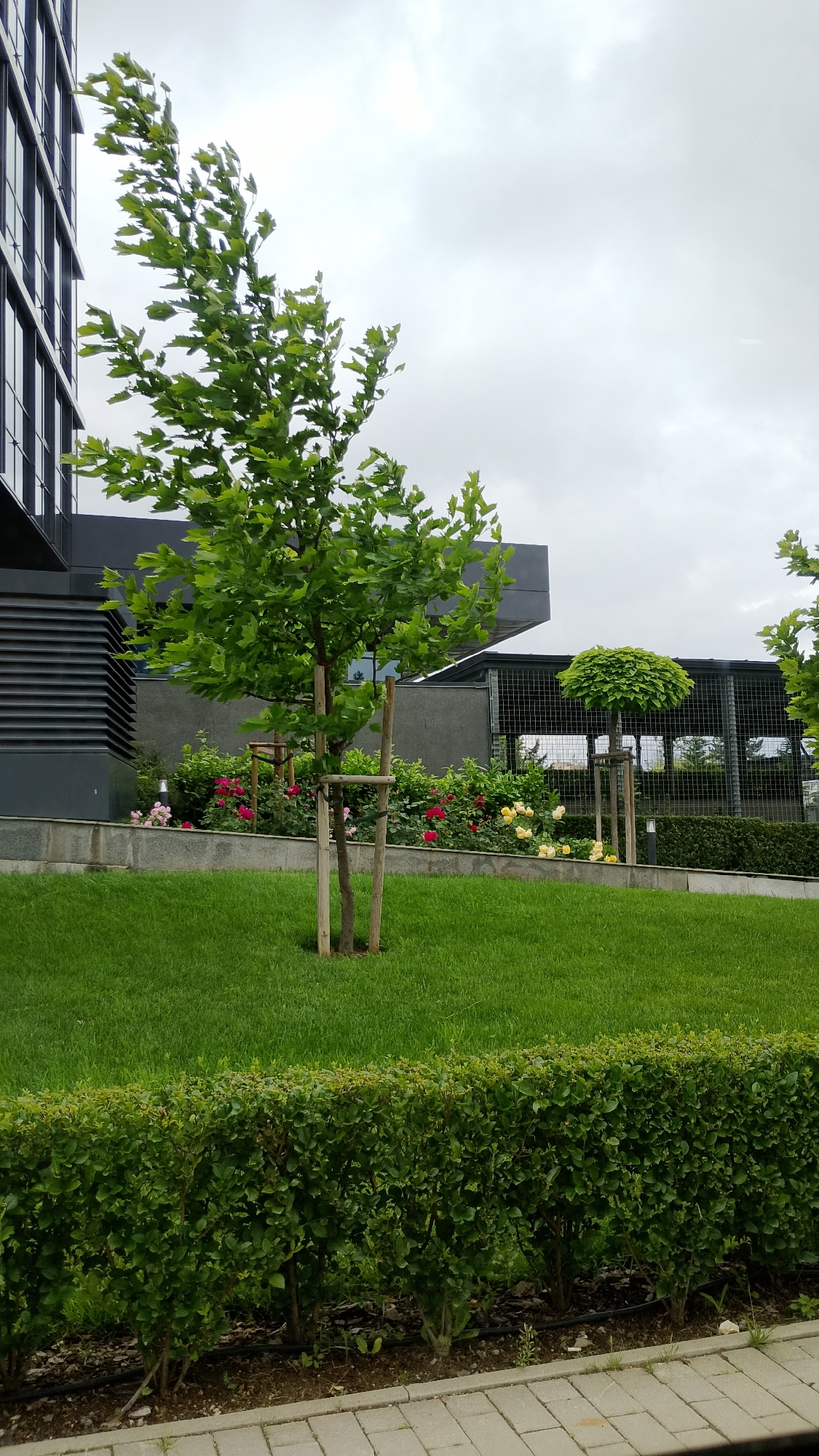 In the city of Sofia, Bulgaria, the image depicts a modern building with a dark facade on the left, featuring large windows. In front of the building, there is a well-maintained garden area. A young tree, supported by wooden stakes, stands in the center of a lush green lawn. Behind the tree, a bed of roses in various colors, including red, pink, and yellow, is visible, bordered by a low stone wall. Further back, a neatly trimmed spherical tree and a metal fence enclosing a walkway can be seen. In the foreground, a dense green hedge runs along the edge of the lawn, with a paved walkway made of grey rectangular tiles. The sky is overcast, suggesting a cloudy day.