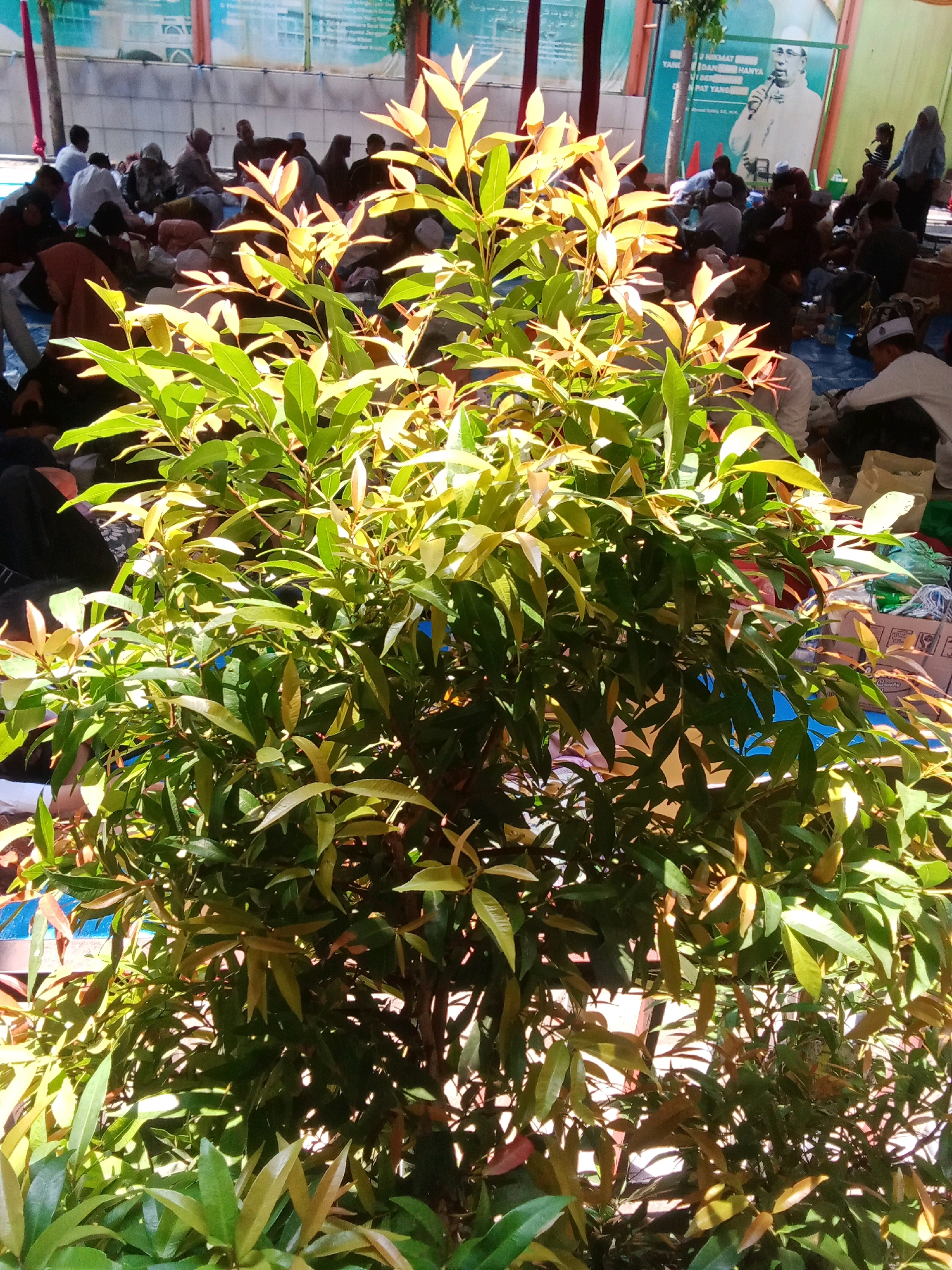 In Jabontegal, Indonesia, a close-up vertical shot captures a lush green shrub with vibrant reddish-brown new leaves in the foreground. The sunlight casts dappled shadows across the foliage, creating a lively texture. In the blurred background, a group of people are seated on a blue tarp, seemingly attending an outdoor event or gathering. Some individuals are wearing white attire and head coverings. Behind the seated people, a large banner displays a portrait of a man in white and text in Indonesian, suggesting a religious or ceremonial context. Several piles of bags and what appear to be boxes are visible near the banner. The scene suggests a community event taking place in an open-air setting.