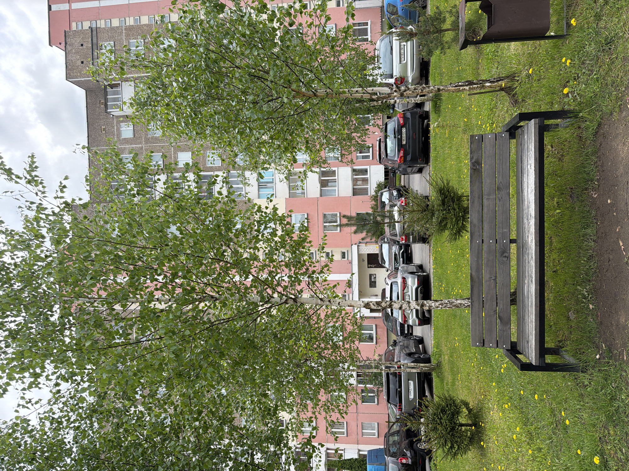 The image shows a residential area in an unknown city. A tall apartment building with a combination of pink and grey brick faces the camera. Between the building and the camera, a row of parked cars lines the street, interspersed with young birch trees and small evergreen shrubs. A wooden park bench sits on the grass in the foreground, close to a trash receptacle. The lawn has scattered yellow dandelions. The sky is overcast. There are no visible people.