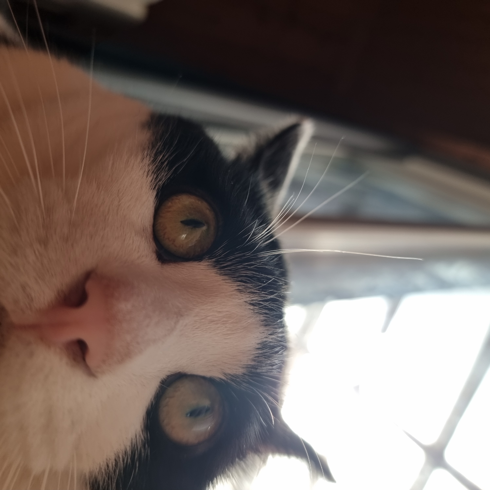 This is a close-up, low-angle, eye-level shot of a black and white cat's face, taken in Dunnae-myeon, South Korea. The cat's head is angled upwards, filling most of the frame, and its eyes are wide open, looking directly at the camera. The background is out of focus, with a bright, hazy light suggesting a window or light source. The cat's fur is predominantly white on its face, with black markings around its eyes and ears. Its whiskers are long and white, fanning out from its nose. The cat's pink nose is slightly wet, and its pupils are slit-like and appear dilated. The overall impression is one of curiosity or alertness.