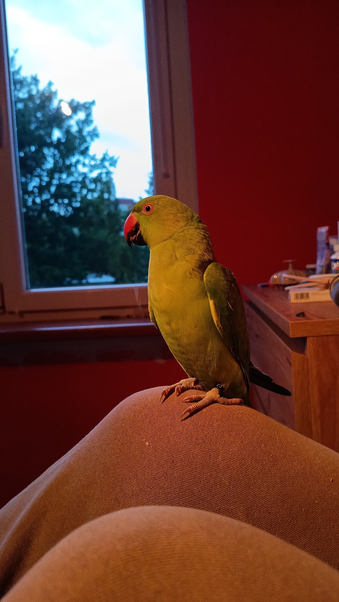 An adult Indian ringneck parrot, a male judging by the presence of a dark ring around its neck, is perched on a person's thigh. The parrot is predominantly lime green with a bright red beak and red-ringed eyes. Its feet, with sharp talons, grip the textured fabric of the person's clothing. The scene appears to be indoors, likely in a bedroom or living space, indicated by the presence of a window with a view of trees and the sky, and a red wall and wooden furniture in the background. The lighting suggests it is either dusk or dawn. The overall atmosphere is domestic and relaxed.