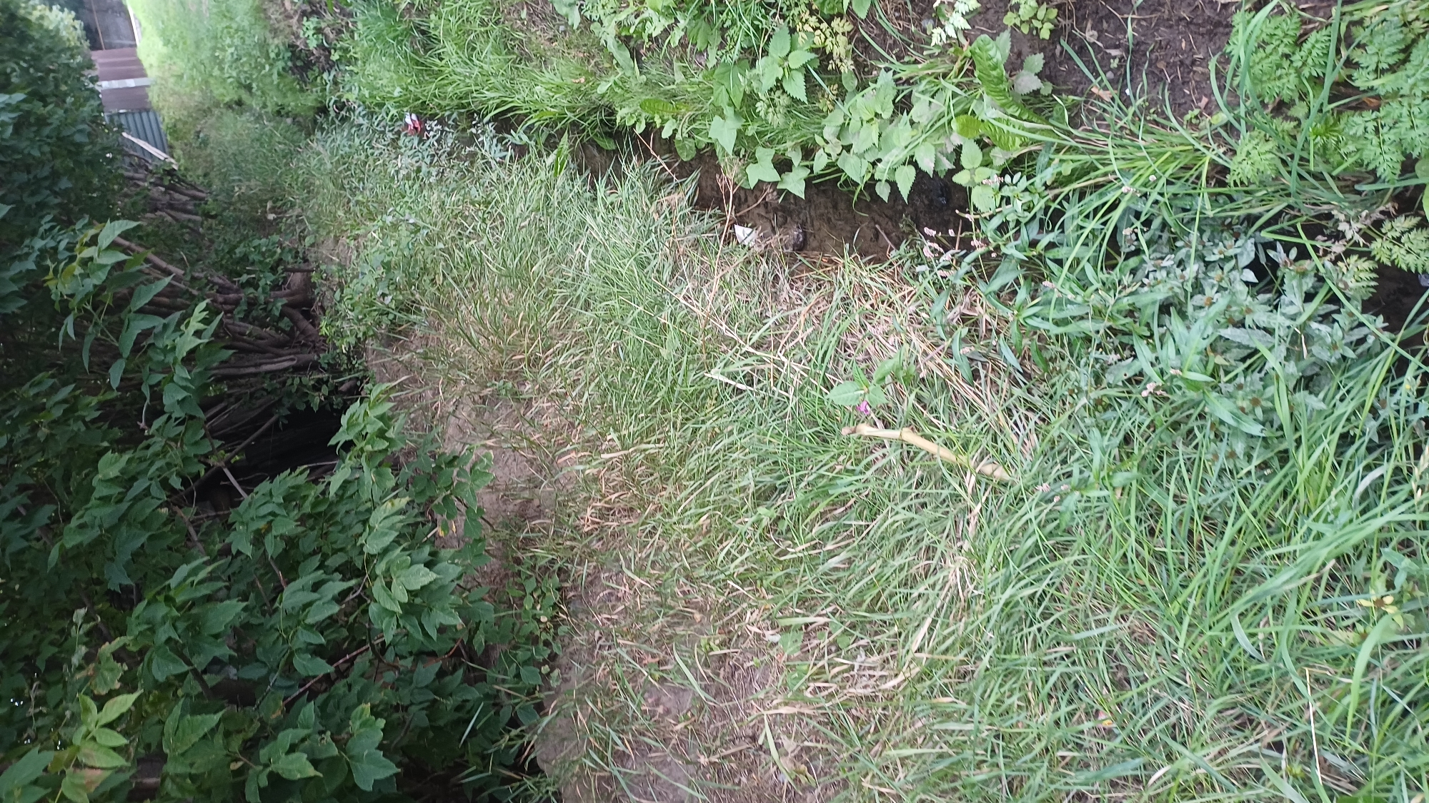 A narrow, shallow stream runs diagonally through the frame, bordered by dense green foliage on the left and a grassy slope on the right. The stream bed appears to be dark soil and some rocks. Overhanging the stream from the left bank are the thick, leafy branches of trees and shrubs. The right bank is covered in a variety of grasses and weeds, with some broader-leafed plants growing closer to the stream. A small piece of white litter is visible floating in the water near the center of the frame. The overall impression is one of a natural, overgrown area, possibly a drainage ditch, in a somewhat neglected urban or suburban setting. There are no people or animals visible in the image. The scene is consistent with a section of a small urban waterway or natural drainage channel found within the city of Izhevsk, Russia, likely in an undeveloped or semi-developed area.
