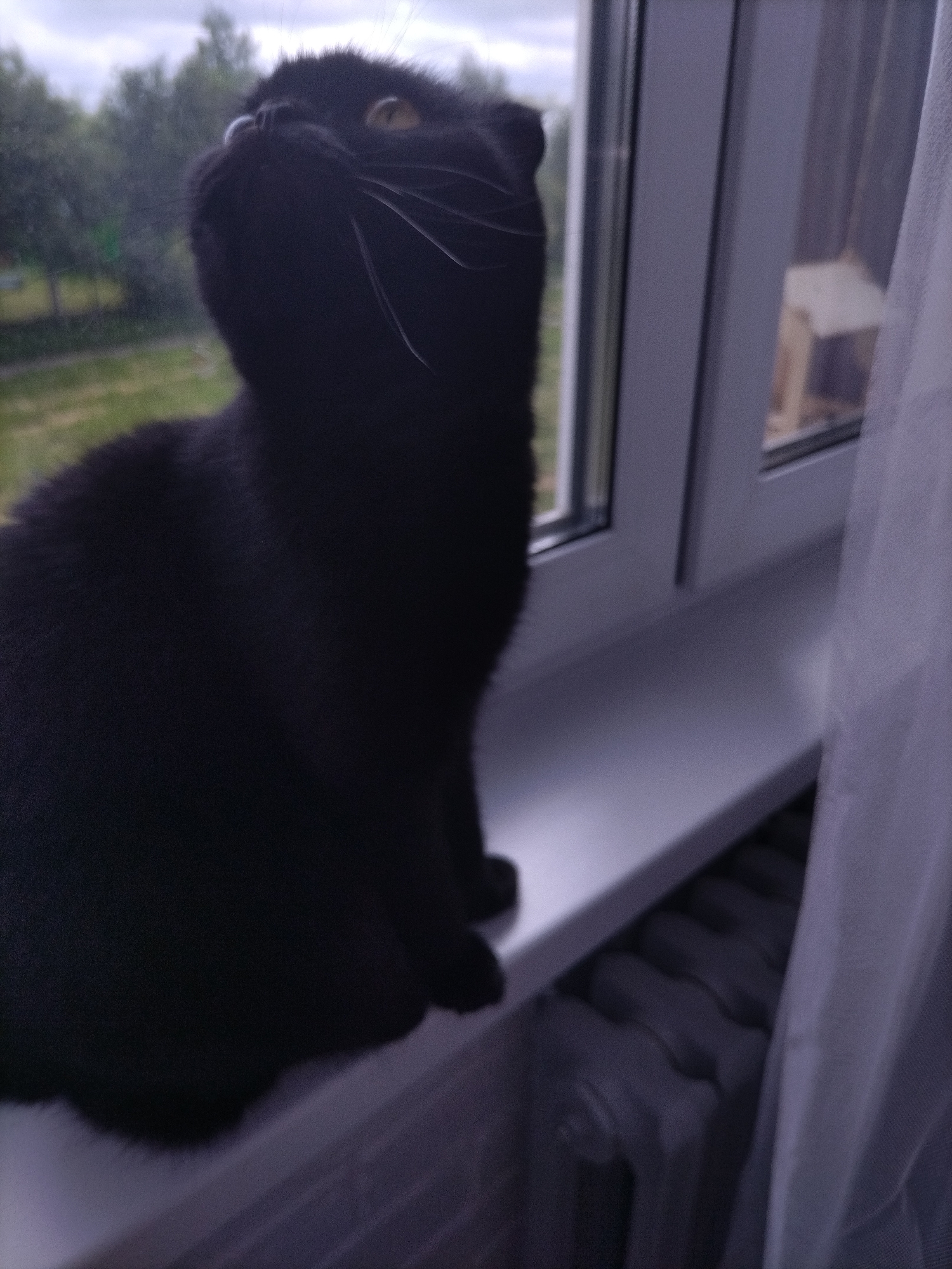 A black cat is sitting on a windowsill. The cat is looking up and to the left with its eyes wide open. The cat's fur is dark and appears to be soft. The windowsill is white and the window is open, allowing a view of trees and grass outside. A radiator is visible below the windowsill. The scene is dimly lit, possibly indicating it is dusk or a cloudy day.