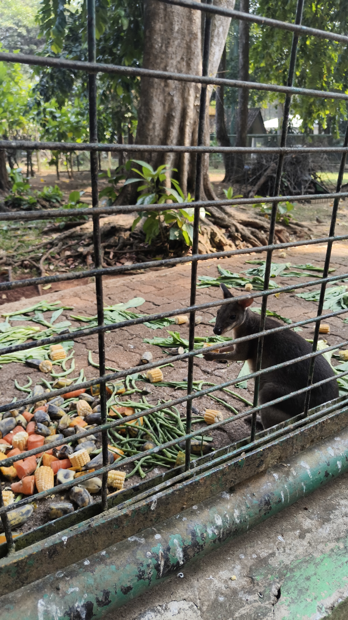 A wallaby is eating food from a pile of fruits and vegetables inside a fenced enclosure at Ragunan Zoo in South Jakarta, Indonesia. The wallaby is dark gray and is in the right-center of the frame, facing left and holding a piece of food in its paws. The enclosure is on a dirt and brick surface, with green leafy vegetables and pieces of corn scattered around. The background shows trees and foliage, as well as parts of the zoo's infrastructure. The fence is made of metal bars and is rusty in some areas.