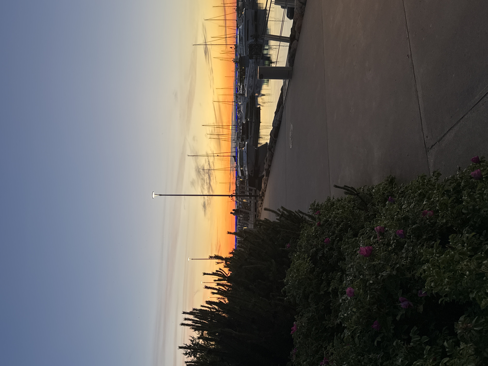 The image depicts a marina at sunset, likely in Tallinn, Estonia. In the foreground, lush green bushes with scattered pink flowers line a concrete walkway. Beyond the bushes, a row of moored sailboats and motorboats are visible in the calm water. The sky transitions from a deep blue at the top to a vibrant orange and yellow sunset near the horizon. Several lampposts are spaced along the walkway, illuminating the scene. A couple stands on a pier in the distance, silhouetted against the sunset. The overall atmosphere is serene and picturesque, characteristic of a coastal city during twilight.