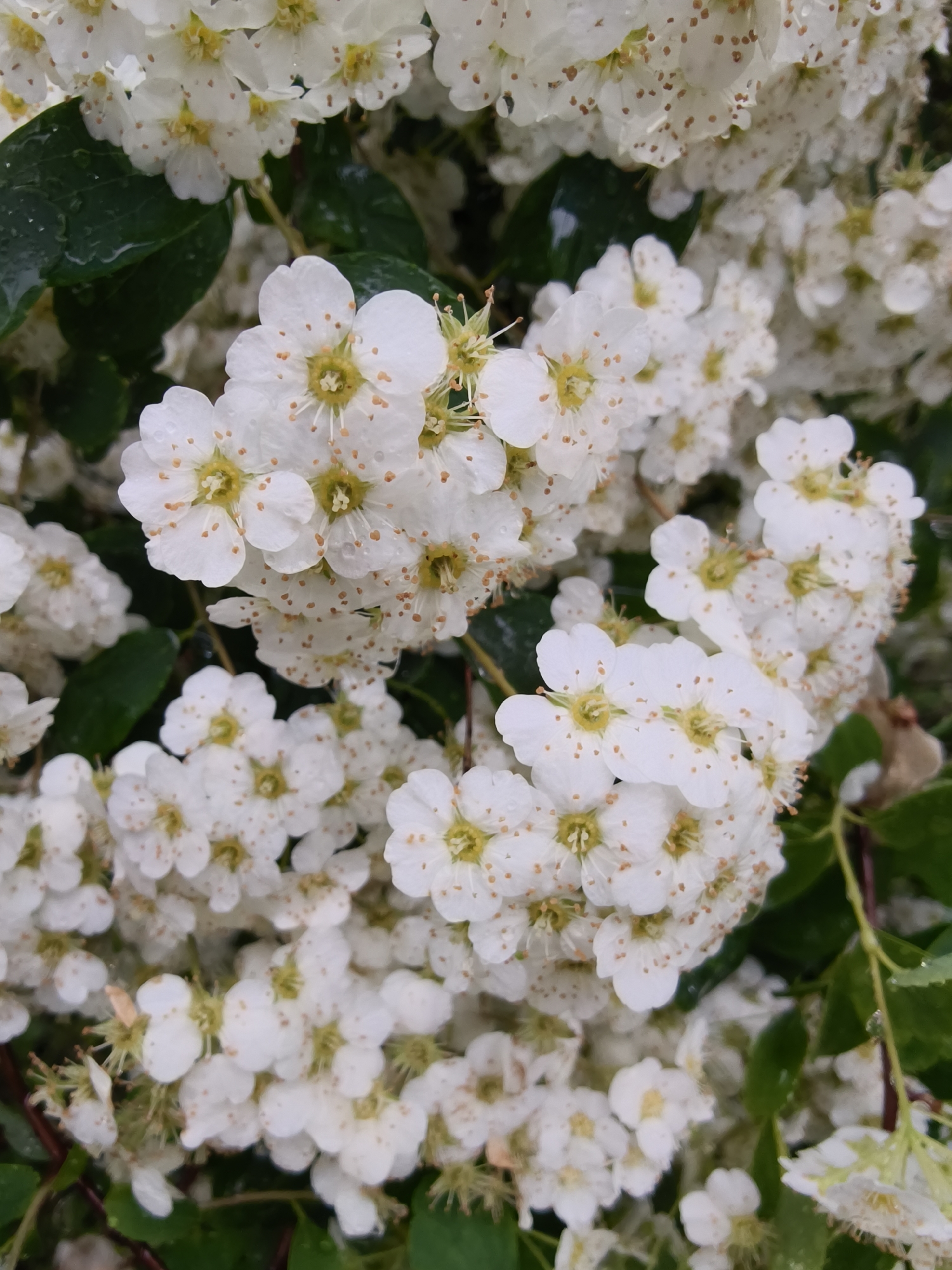 Close-up of a flowering shrub with small white blossoms and green leaves. The flowers are densely clustered and feature yellow centers with tiny brown spots on the petals. Some leaves show water droplets, suggesting recent rain. The image does not show any location indicators related to Kryvyi Rih, Ukraine.