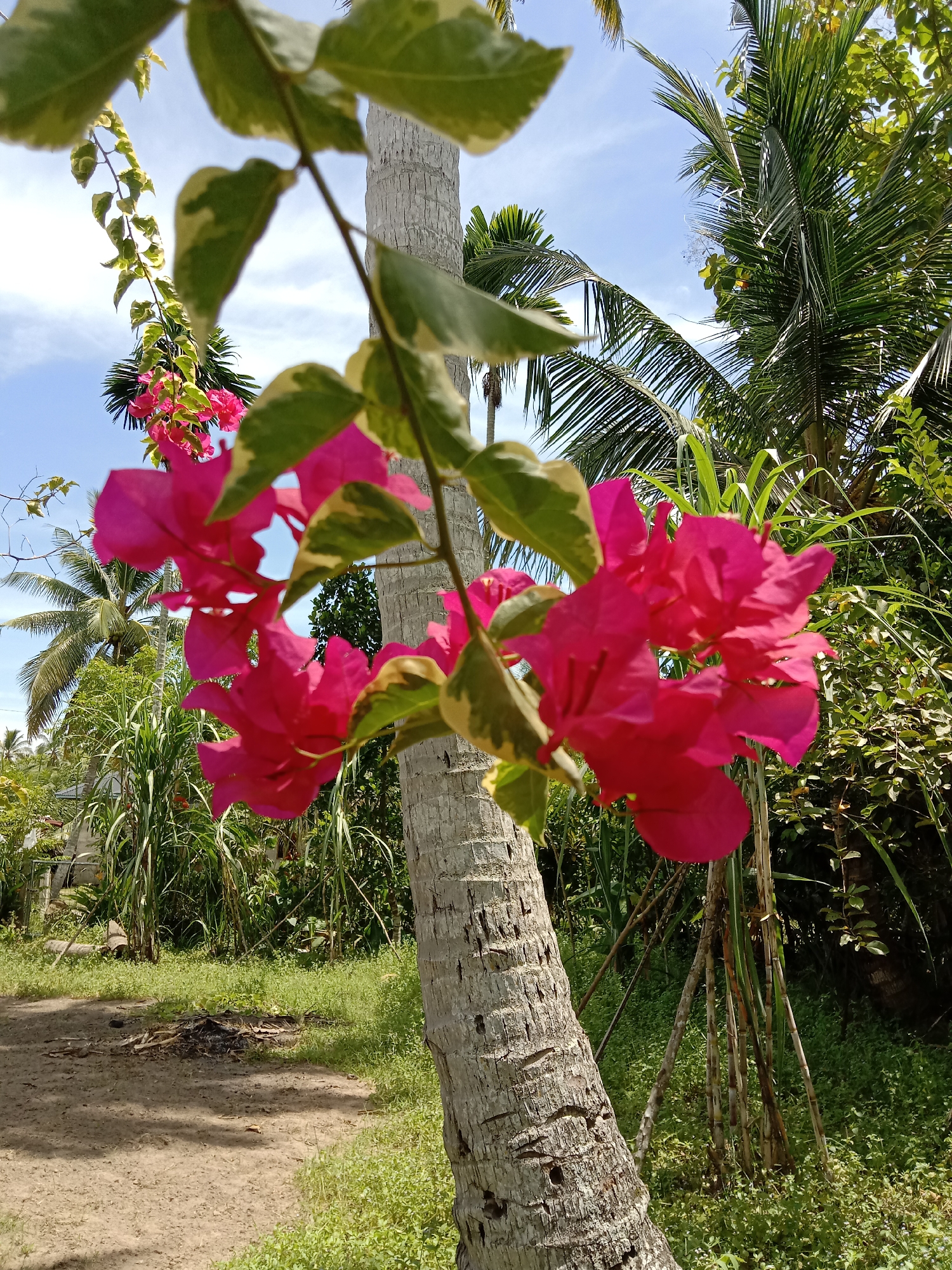 The image depicts a scene in Blangkarieng, Indonesia. A Bougainvillea plant with variegated leaves and bright pink flowers is prominently displayed in the foreground, intertwined with the trunk of a coconut palm tree. Behind the Bougainvillea, there are other coconut trees and lush green vegetation. A dirt road is visible in the lower left corner. The sky is blue with scattered clouds.