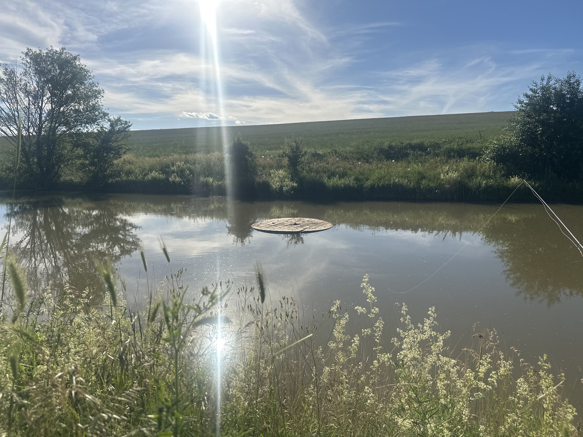 The image depicts a serene natural landscape, likely a rural area, with a body of water in the foreground. The water is calm, reflecting the surrounding trees and the sky. In the center of the water, a circular wooden platform floats. The banks of the water are lined with lush green vegetation, including tall grasses and some flowering plants. In the background, a gentle slope covered in green grass rises towards the horizon, suggesting rolling hills or a cultivated field. The sky is a vibrant blue with scattered white clouds, and the sun is prominently visible, casting a bright glare and lens flare across the scene. A fishing rod is visible extending from the right side of the frame, with a thin line disappearing into the water. The overall impression is one of a peaceful, sunlit day in the countryside. The provided context indicates this scene is located in the city of Cherven Breg, Bulgaria.