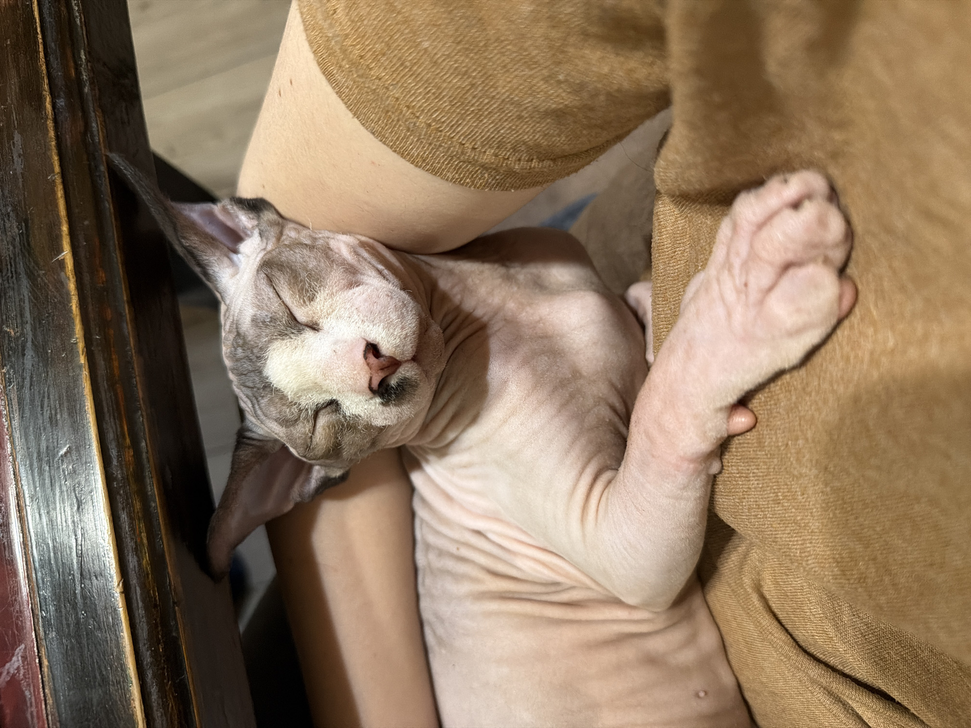 A Sphynx cat with pinkish-beige skin and patches of mottled grey-brown fur on its head and ears is depicted sleeping, eyes closed. A distinct black mark is present on its upper lip and snout. The cat rests on a person's lap, partially visible, wearing textured, light brown fabric clothing. One bare arm of the person is visible behind the cat's head, and a section of bare leg with minor skin imperfections is seen near the cat's ear. The upper portion of the frame is dominated by the underside of a dark, distressed wooden furniture piece, exhibiting scratches and wear. A lighter-colored, indistinct object is faintly visible in the background beneath the wooden structure, suggesting an indoor setting. Location: Unknown, Unknown.