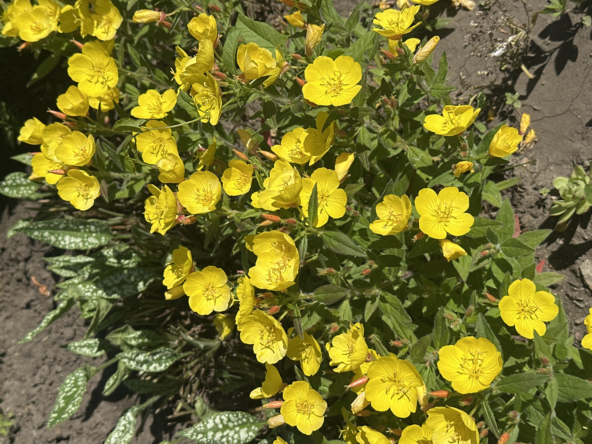 The image shows a close-up view of a cluster of yellow flowers, likely evening primroses, growing in a garden bed. The flowers are vibrant yellow with delicate petals and prominent stamens. They are surrounded by green, leafy foliage, some of which appears slightly wilted. In the background, there are other plants with variegated leaves, characterized by green leaves speckled with white. The ground is composed of dark soil, with some pebbles and dry plant debris visible. The scene suggests an outdoor garden setting, possibly in a residential area of Novoaltaysk, Russia, given the provided context. There are no people or animals present in the image, and the focus is entirely on the flora. The lighting suggests it is daytime, with shadows indicating the sun's position.