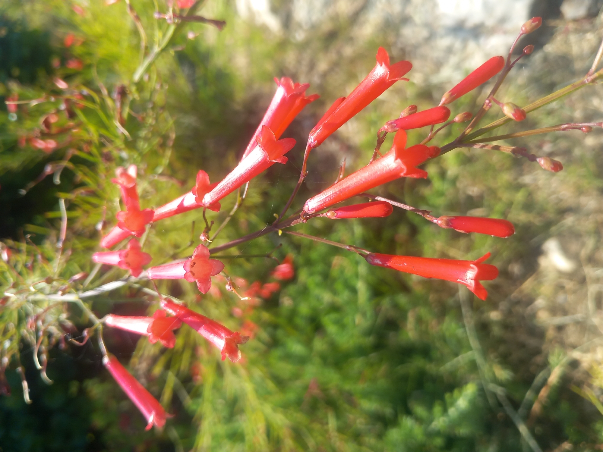 A close-up, eye-level shot shows red, tubular flowers hanging from delicate stems against a blurred green and brown background. The flowers are mostly open, with some showing closed buds. The lighting suggests a sunny outdoor environment. The image focuses on the intricate details of the flora, highlighting the vibrant red of the petals and the fine textures of the stems.