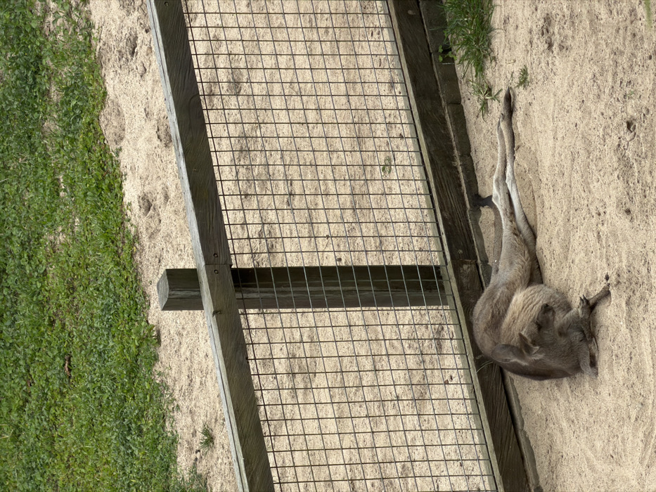 A kangaroo rests in a sandy enclosure, its legs extended. Adjacent to it is a wooden fence featuring a wire grid. The ground is light-colored sand, and green vegetation grows along the periphery of the enclosure. The perspective is slightly aerial.
