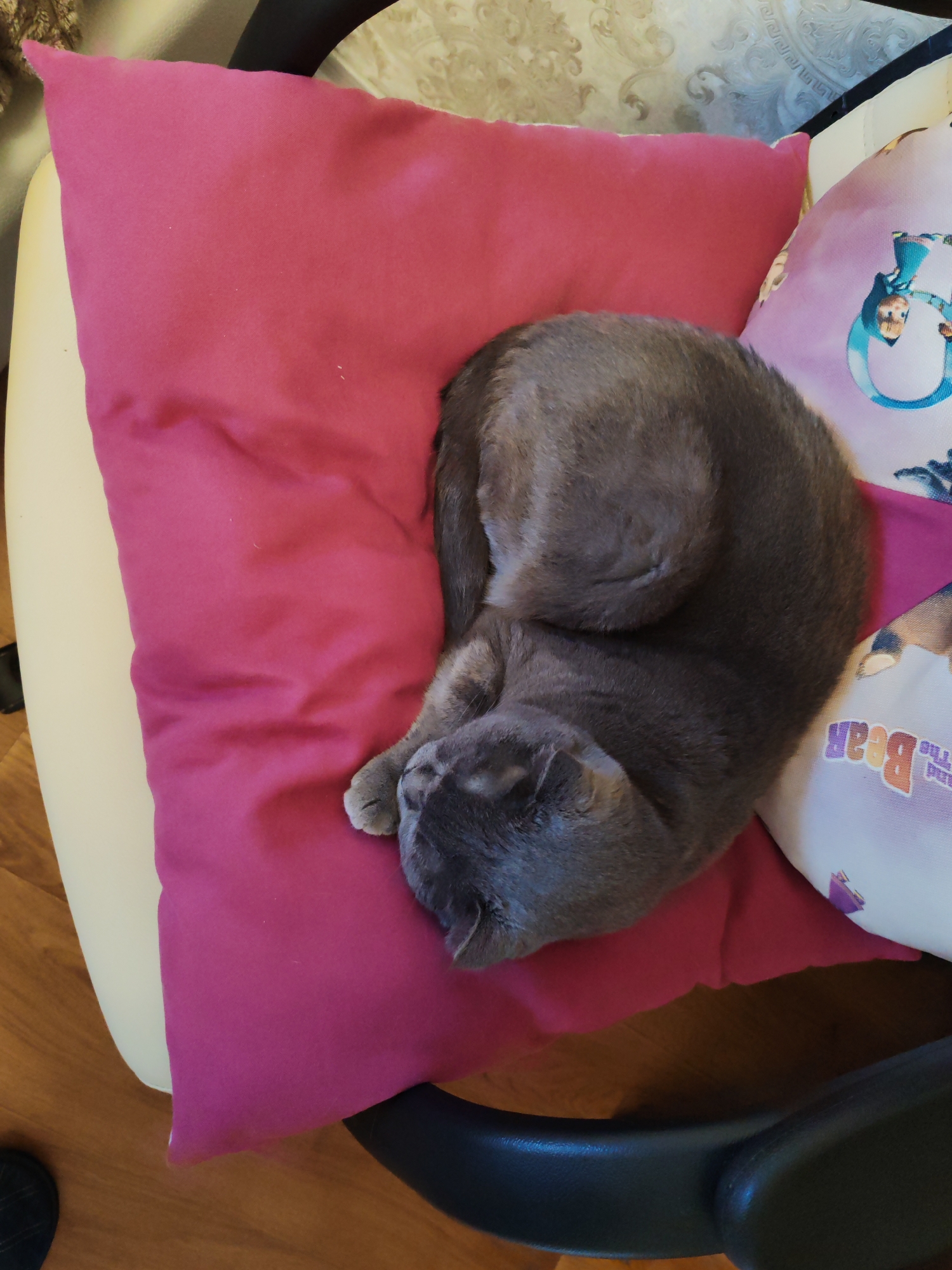 The image shows a grey cat curled up asleep on a pink pillow. The pillow is on a chair. To the right of the pink pillow is a pillow with cartoon characters on it. The background is a patterned wallpaper. The image appears to have been taken indoors, possibly in a residential setting. There is no information available to determine the location in Poltava, Ukraine.