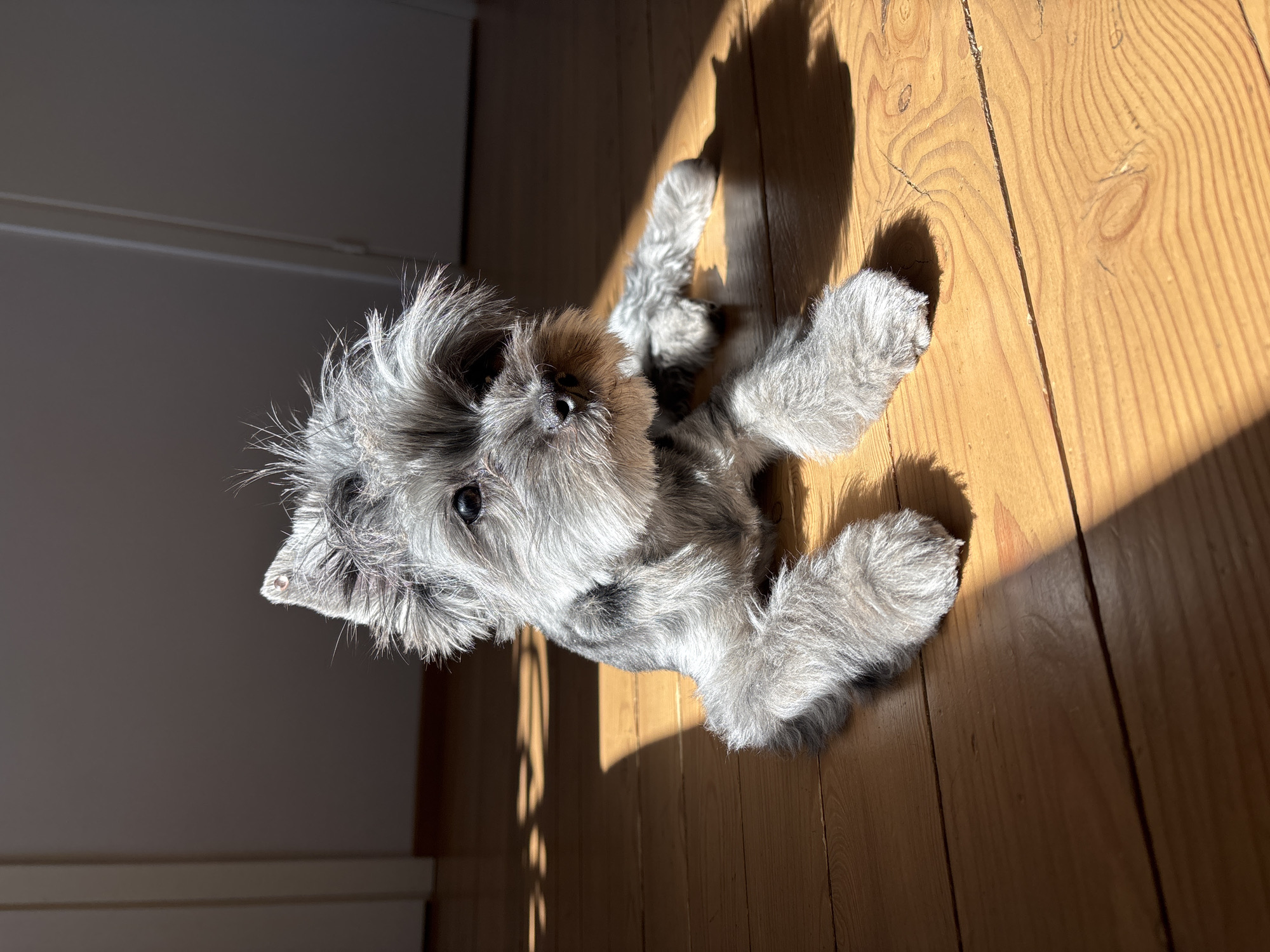 A gray, small dog, possibly a Schnauzer or similar breed, is lying on a wooden floor illuminated by sunlight. The dog is positioned with its head tilted up towards the viewer. The floorboards run horizontally. There's a stark contrast between the sunlit area of the floor and a darker area to the left, where a door and a wall are visible. No people are visible in the scene. The location is unknown and can not be determined as Chaikovsky, Russia, based on the current information.