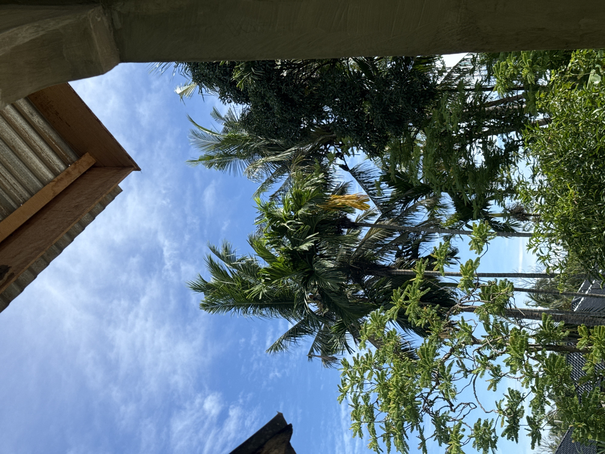 The image depicts a lush, green tropical environment with various trees, including tall palm trees with feathery fronds, against a bright blue sky with wispy white clouds. The foreground is partially obscured by a building structure, with a corrugated metal roof and a concrete pillar visible, suggesting an outdoor covered area. The vegetation is dense, with smaller trees and bushes contributing to the verdant landscape. The scene appears to be an exterior view, likely from a residential or natural setting. The presence of palm trees and the vibrant greenery suggest a location in a warm, humid climate. While the image does not explicitly show people or specific actions, the overall impression is one of tranquility and natural beauty. The detailed description of the location as Babahjurong, Indonesia, places the scene within a specific geographical context known for its tropical climate and abundant vegetation.