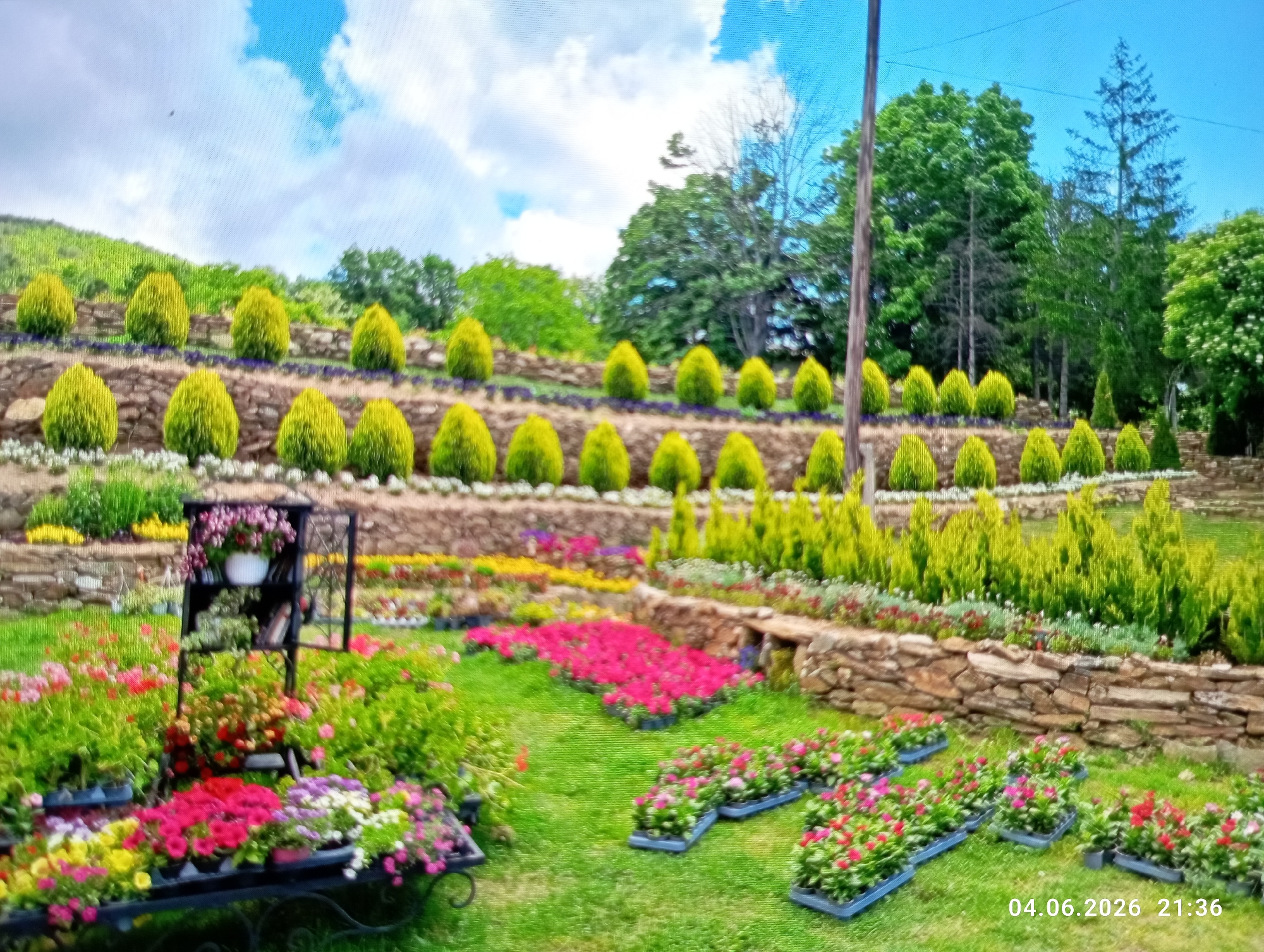 This image captures a vibrant and meticulously arranged terraced garden or plant nursery under a bright, partly cloudy sky. The scene is dominated by lush greenery and a multitude of colorful flowers.
In the foreground, a verdant lawn is dotted with numerous trays of flowering plants, showcasing a spectrum of colors including pink, red, yellow, and purple. To the left, a multi-tiered black metal plant stand displays a variety of potted blooms. Further back, broad beds of bright pink flowers are visible, arranged neatly on the grass.
The midground features a series of stone retaining walls that create distinct terraced levels. Each terrace is adorned with rows of uniformly shaped, bright yellow-green conical shrubs, possibly dwarf conifers, interspersed with smaller flowering beds.
The background reveals a lush green hillside densely covered with a mix of deciduous and coniferous trees, extending upwards towards the horizon. A tall, slender wooden pole stands vertically on the right side of the image. The sky above is a clear blue with scattered white clouds, indicating daytime conditions.
No people are visible in the image. A timestamp is visible in the bottom right corner, reading "04.06.2026 21:36." Despite the timestamp suggesting a future date and nighttime, the bright lighting and clear sky in the image strongly indicate it is daytime. The overall impression is one of organized natural beauty and careful cultivation, likely for a garden display or plant sales.