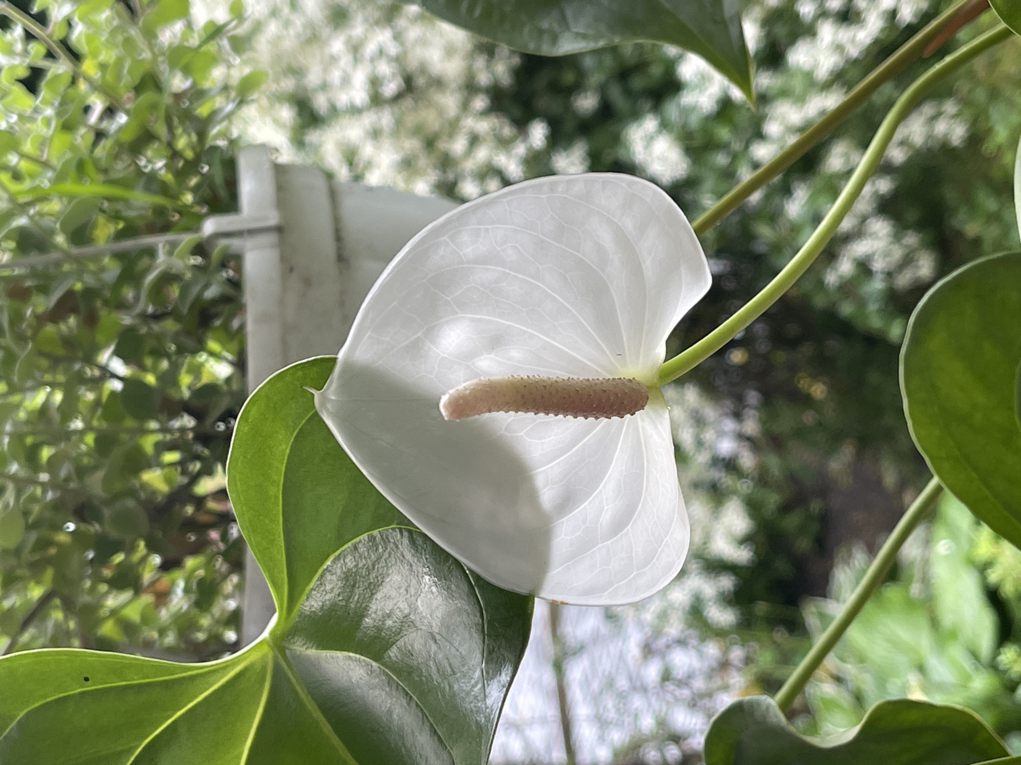 A close-up, eye-level shot captures a white anthurium flower with a pale pink spadix in bloom. The flower is positioned in the center of the frame, with its heart-shaped spathe unfurled. Behind the flower, a blurred background of green foliage and a white pot suggests an outdoor or greenhouse setting. The lighting is soft and natural, highlighting the delicate veins of the spathe. The specific location in Radisne, Ukraine, is not determinable from the image alone.