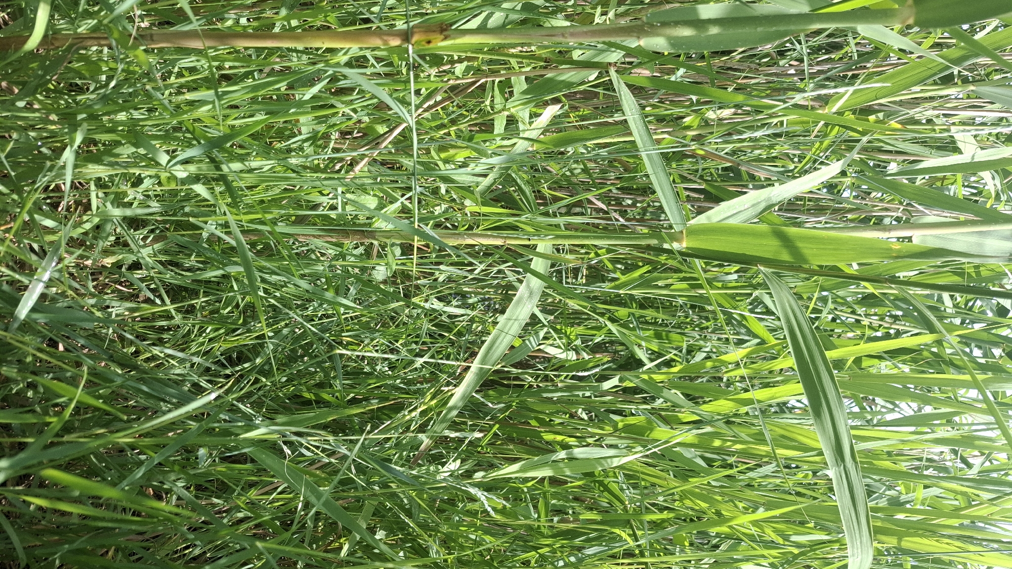 This media file is a close-up, overhead shot of dense green grass and bamboo stalks. The image is oriented vertically, with the majority of the frame filled with blades of grass in various shades of green. Some blades are long and thin, while others are broader and more prominent. Several thicker, brownish-yellow bamboo stalks are visible horizontally and diagonally across the frame, some appearing weathered and others newer.
The lighting suggests it is daytime, with sunlight filtering through the vegetation, creating bright highlights and shadows on the grass blades. This dappling of light indicates a sunny or partly cloudy day. The dense growth suggests an outdoor setting, possibly a field, forest edge, or overgrown garden. There are no people, animals, or specific man-made objects visible, focusing entirely on the natural elements of the plants. The overall impression is one of lush, untamed growth. No text is present in the image.