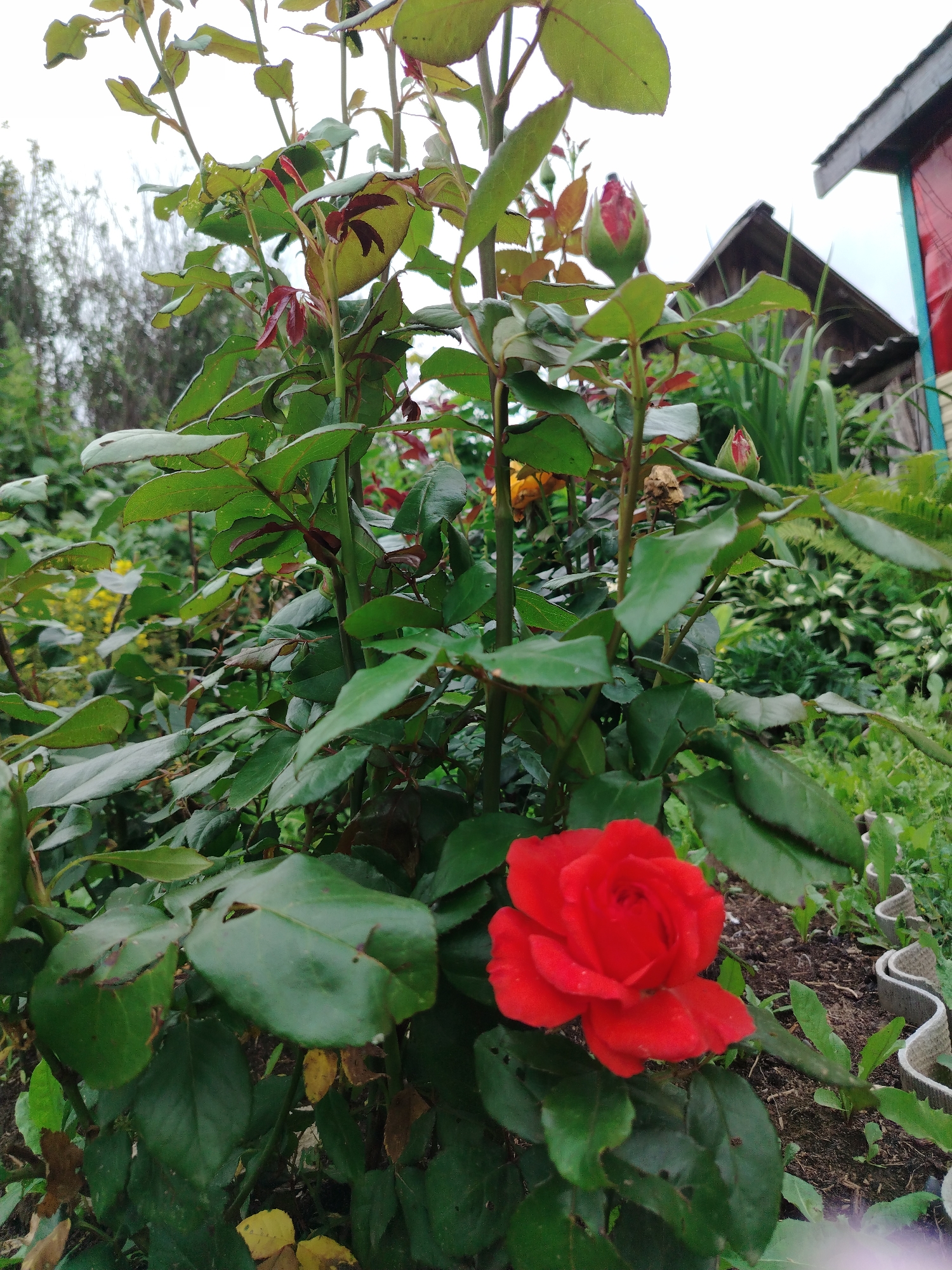 A close-up, eye-level shot captures a vibrant red rose in full bloom, positioned in the lower right quadrant of the frame. The rose's petals are unfurled, revealing intricate layers and a rich, velvety texture. Surrounding the rose is a dense tangle of green leaves, some of which show signs of minor damage with brown edges. The background is a blur of greenery, suggesting a garden setting. In the upper right, a portion of a wooden structure with a dark roof and red siding is visible, hinting at a nearby building. The overall scene is one of natural beauty with a hint of human presence through the structure. The image's context, "the city of Гожан, Russia," suggests this is likely a domestic garden or a small community garden.