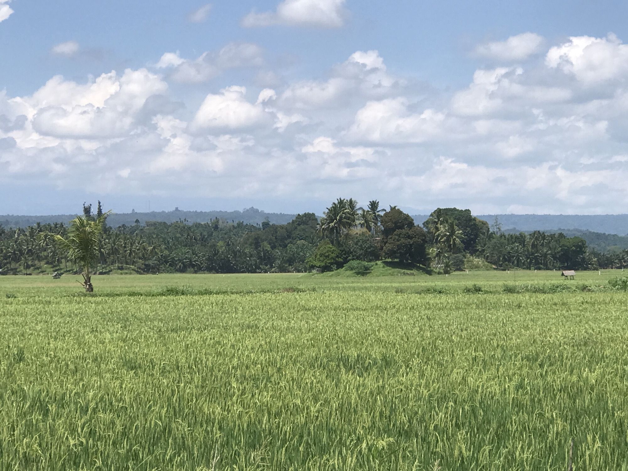 The image shows a wide expanse of a green rice field under a partly cloudy sky. In the distance, a line of dense, lush trees and vegetation forms a horizon. A single palm tree stands in the left portion of the field. In the right background, a small structure is present. The location is likely in a rural area, possibly near Cotentung, Indonesia. There are no visible people or interactions depicted.