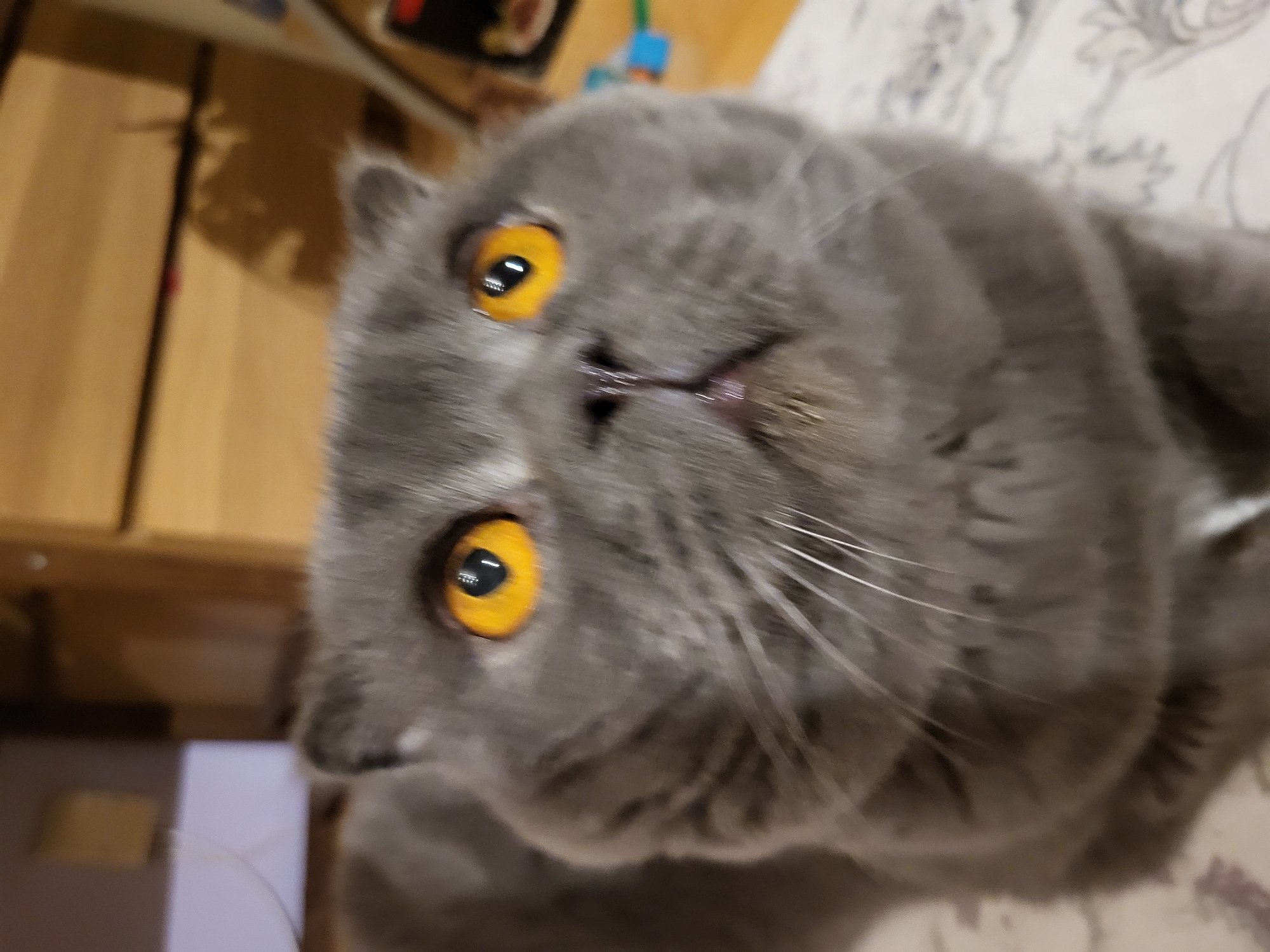 The image shows a close-up, slightly off-center view of a gray cat, likely a British Shorthair or similar breed, with prominent golden eyes. The cat is lying down, possibly on a patterned surface such as a bed or blanket. The background includes blurred elements of a wooden cabinet or shelving unit, suggesting an indoor setting. The location is not specified.