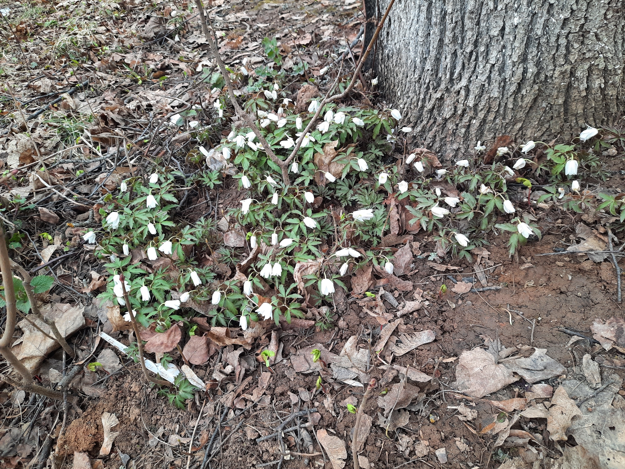 The image depicts a cluster of white anemone flowers growing at the base of a tree in what appears to be a wooded area. The ground is covered with dead leaves and soil. There is no information to indicate this is in the city of Krasnogorskoye, Russia.