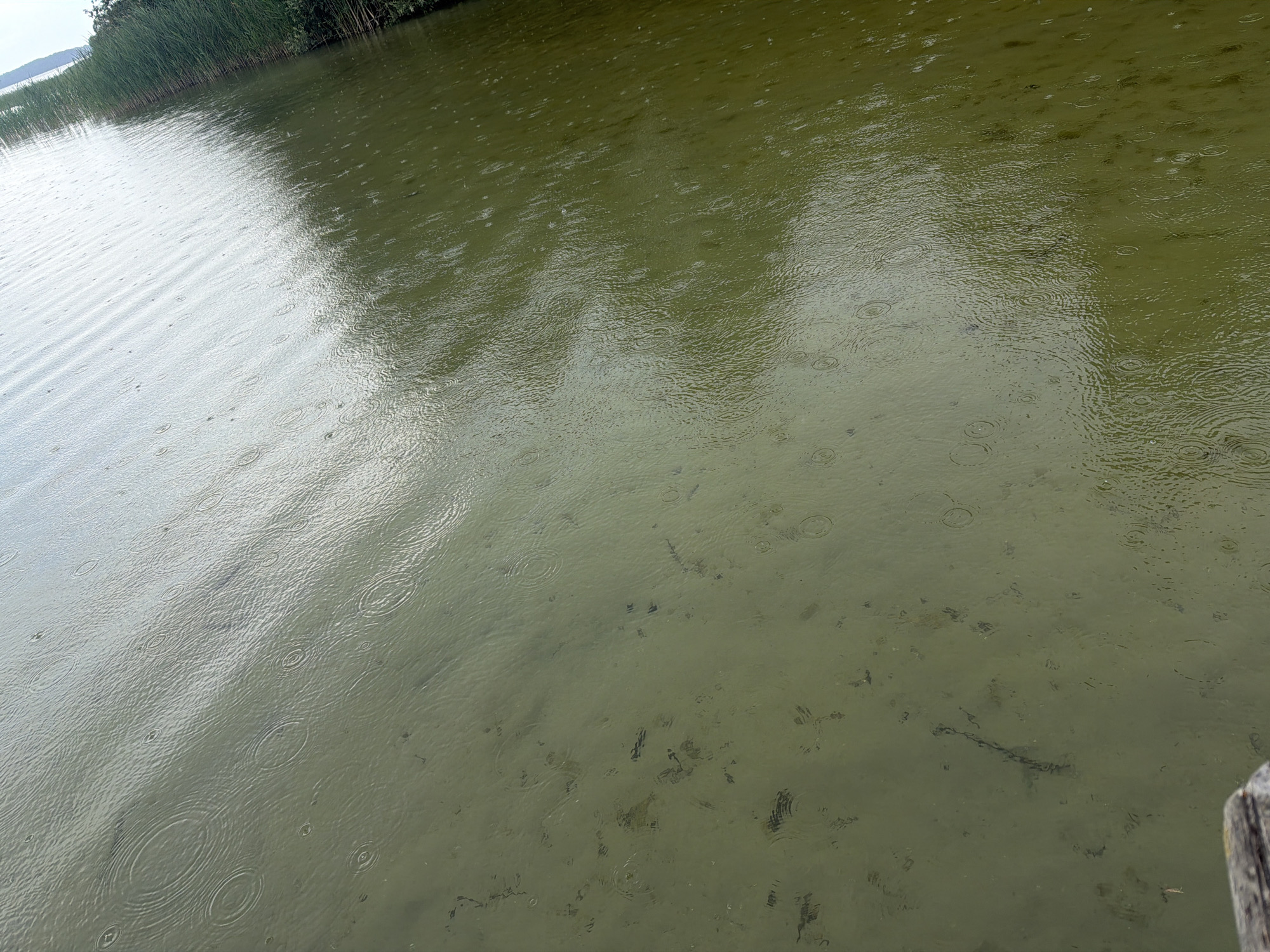The image shows a body of water, likely a lake or pond, with ripples on the surface indicating it is raining. Tall reeds are visible along the left bank, and a wooden post is partially visible in the bottom right corner. The water is a murky green color, and some submerged objects or debris are visible on the bottom. The overall impression is a natural outdoor scene, possibly a park or recreational area, in Köhn, Germany.