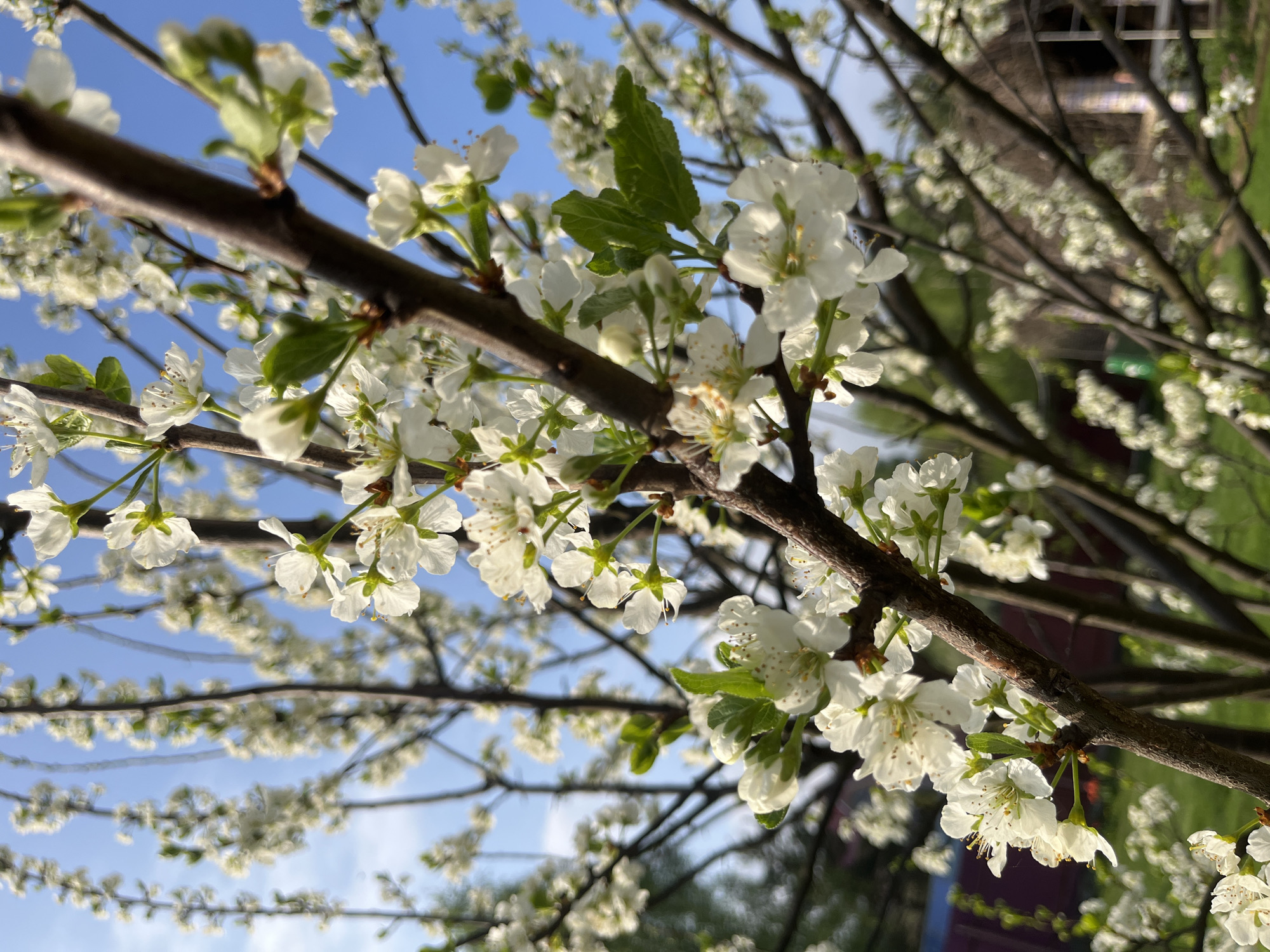 The image depicts a close-up of blossoming tree branches against a blue sky. The location is possibly Большое Саврасово, Russia, based on the prompt's reference. The branches are laden with small white flowers and emerging green leaves. The background shows other flowering trees, slightly out of focus, and hints of buildings and vegetation. The lighting is bright, suggesting a sunny day. No people are visible in the image.
