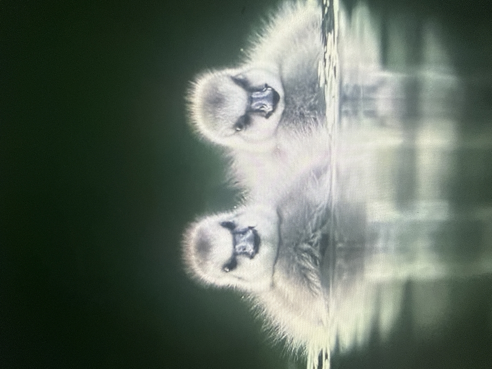 The image shows two baby swans swimming in dark, calm water. Their downy grey feathers are fluffy, and their dark eyes are visible. The background is a deep, dark green, suggesting a natural, serene environment. The water reflects the light, creating a soft, ethereal glow around the young birds. There are no people or man-made objects visible in the scene. The specific location in the city of Dykivka, Ukraine cannot be determined from the visual information provided in the image.