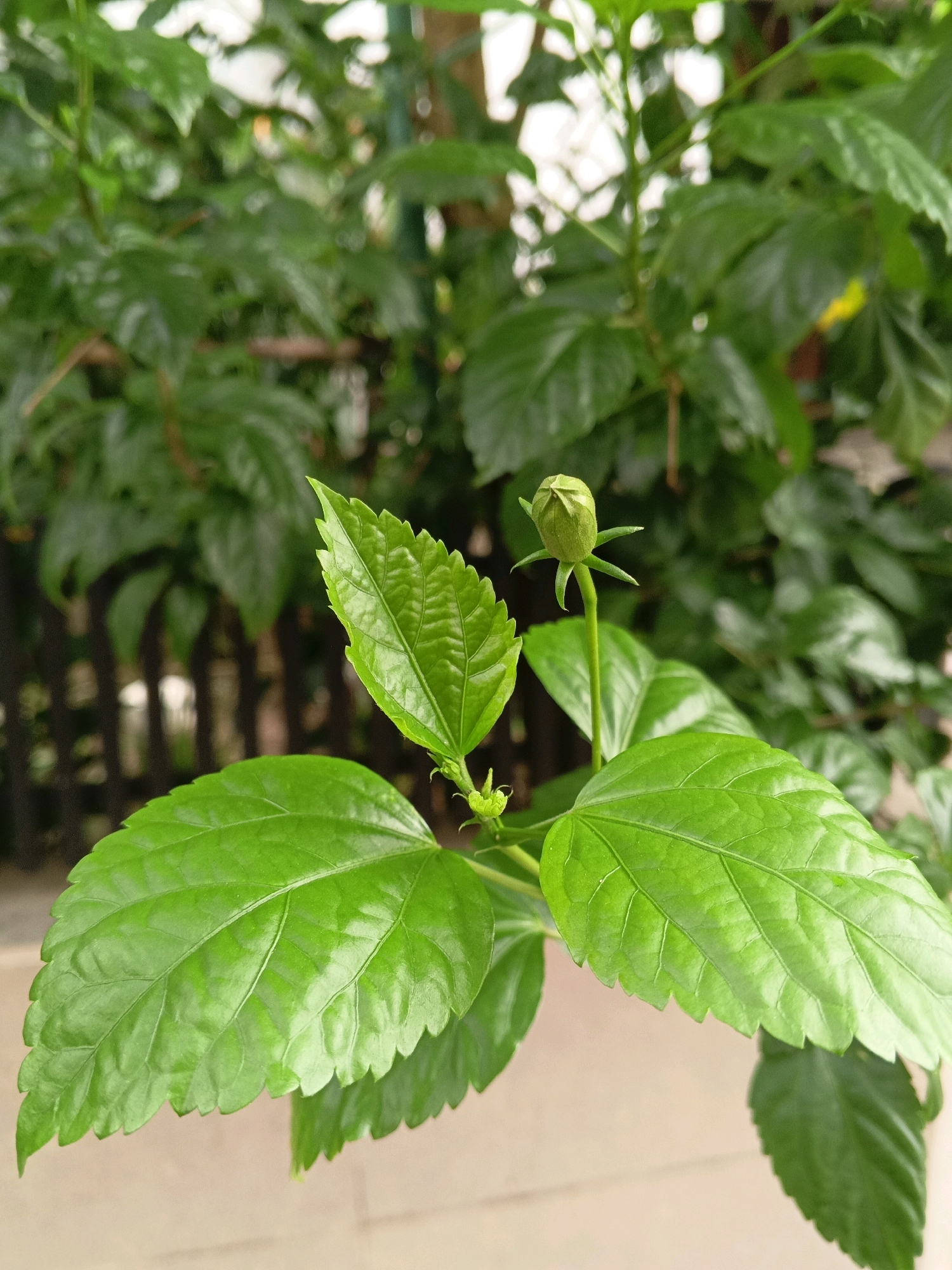 A close-up, eye-level shot captures a vibrant green hibiscus bud atop a slender stem, surrounded by lush, out-of-focus foliage. The bud, tightly furled and pointed upwards, is the primary subject, with a faint green hue. A stem extends downwards, supporting a cluster of large, glossy green leaves. One leaf, in sharp focus, dominates the lower left of the frame, its serrated edges clearly visible. Another large leaf occupies the lower right, slightly blurred. The background consists of densely packed green leaves and hints of a dark wooden fence, all softened by a shallow depth of field. The scene appears to be outdoors in Sylhet, Bangladesh, suggesting a garden or park setting.