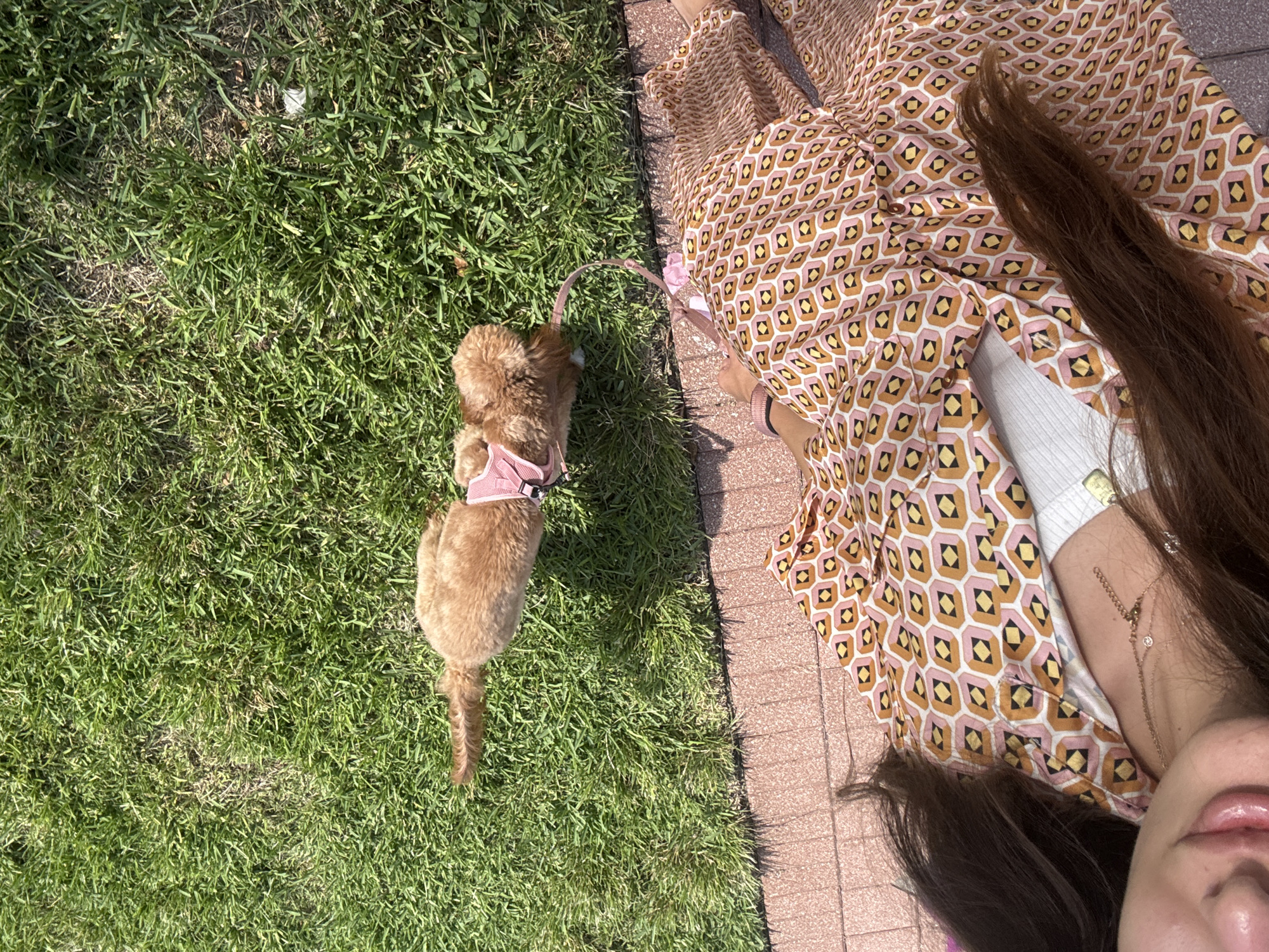 In a sunlit outdoor scene in Boca Raton, Florida, a small, fluffy, light brown dog wearing a pink harness and leash lies on vibrant green grass next to a paved walkway. The dog's tail is extended. In the foreground, a person is partially visible, wearing a white top and a patterned dress with a geometric design in shades of pink, orange, and yellow. Their long, dark brown hair cascades over the dress. The person appears to be lying down, with their face close to the bottom edge of the frame, looking towards the camera.