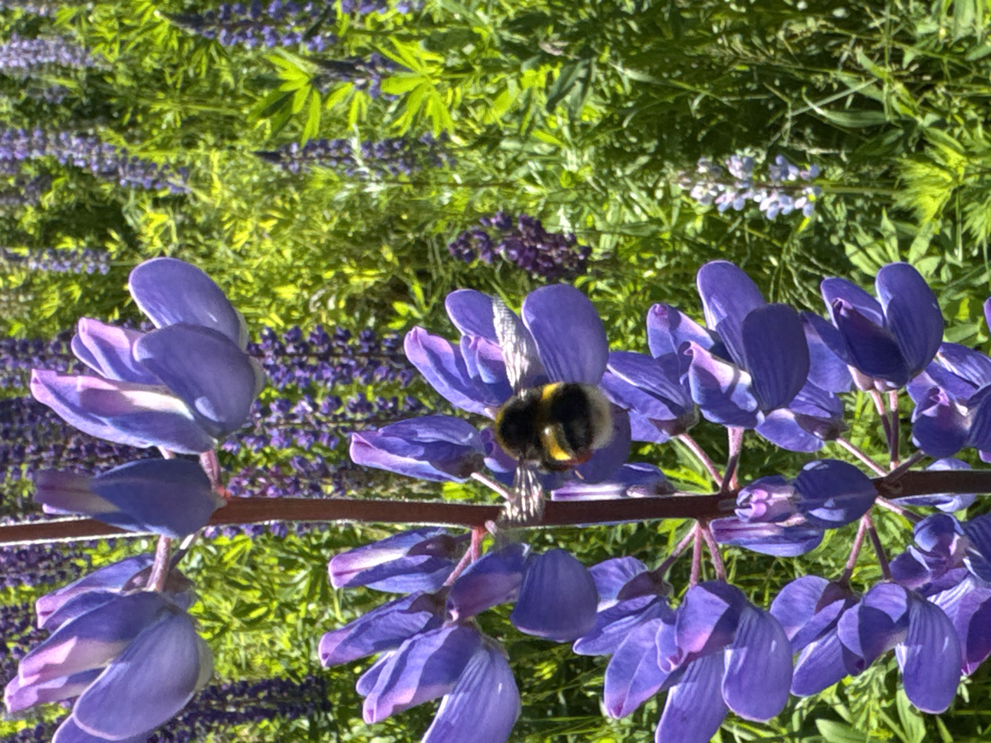 In a vibrant field of purple lupine flowers under bright daylight, a bumblebee with black and yellow markings is perched on a cluster of flowers. The bumblebee is in the center of the frame, with its body facing the viewer, and its legs are spread out, gripping the petals. The background is a lush green meadow with more lupine flowers and foliage. The overall scene is one of nature in bloom, with the bumblebee actively engaged in pollination. The location is an outdoor setting in Russia, though the specific city is unknown.