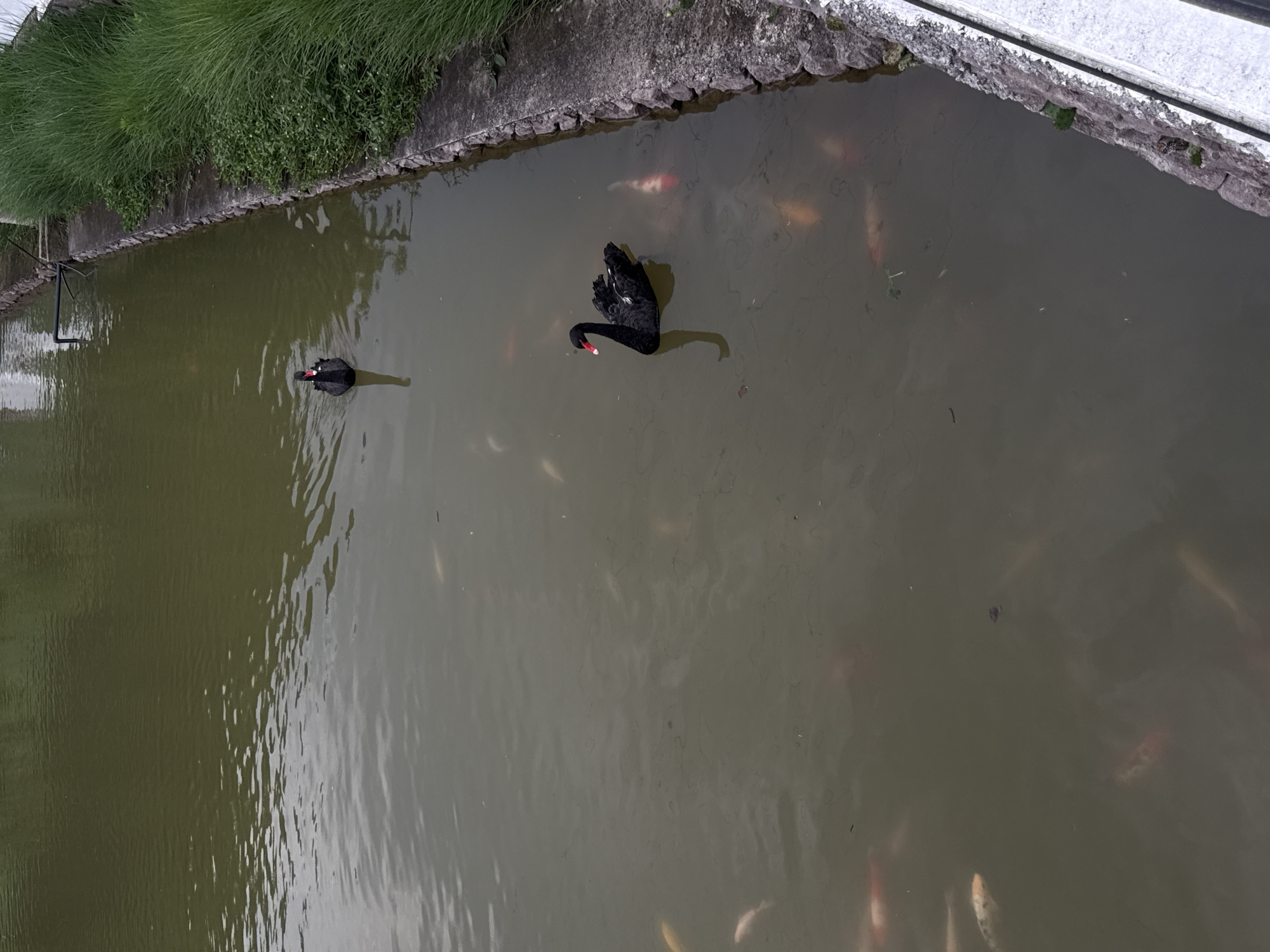 The scene is a top-down view of a pond in Jinhua, China. Two black swans with red beaks swim in the murky water. Numerous koi fish are visible beneath the surface. The pond is bordered by concrete edges. One side has grass and vegetation growing along the edge. A metal structure is seen near the edge of the pond.