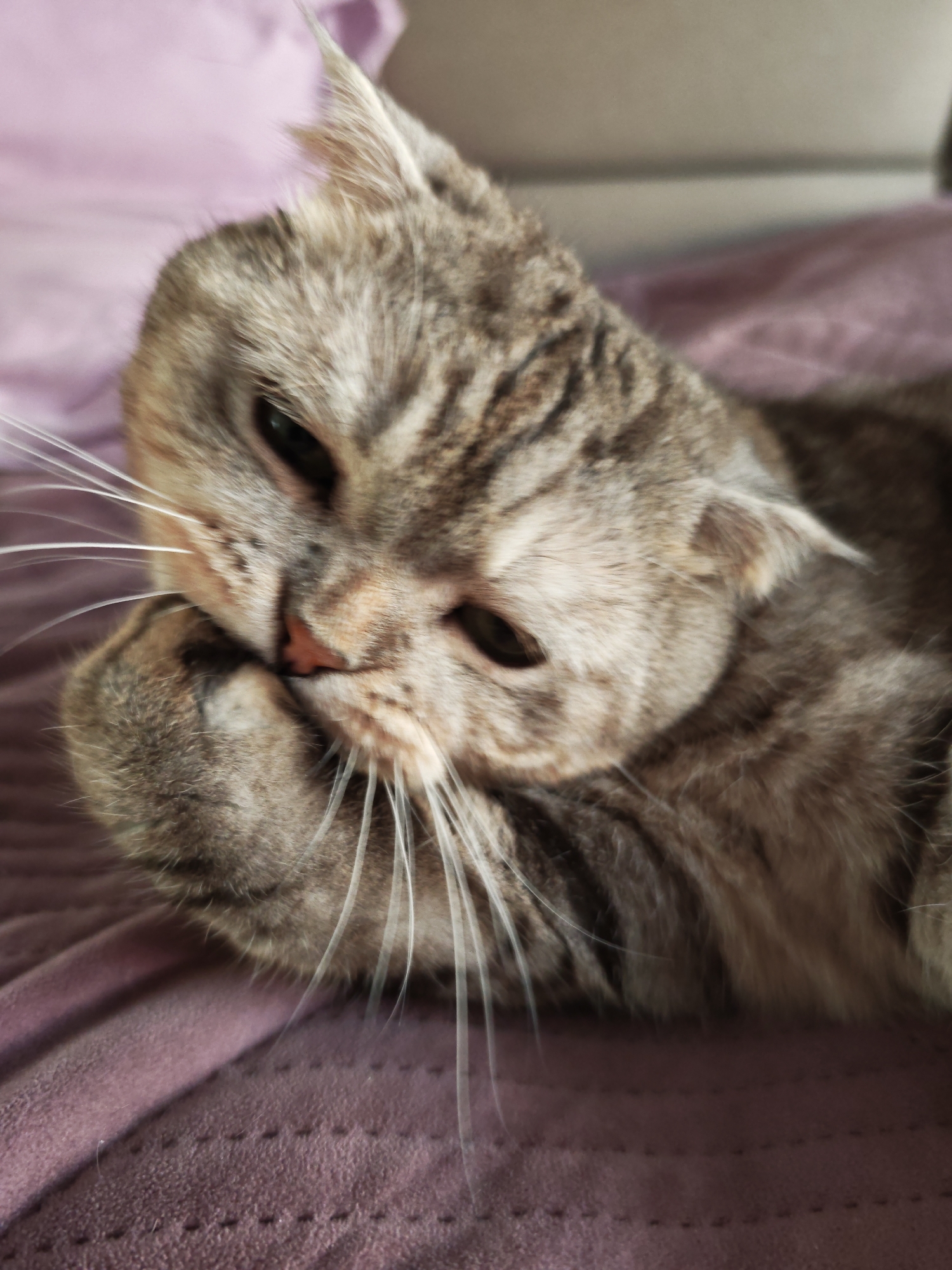 A close-up, portrait-style, eye-level shot shows a gray tabby cat lying on a purple blanket. The cat is positioned in the center of the frame and is facing the viewer. Its head is tilted to the left, and its right paw is raised to its mouth, as if grooming or chewing on it. The cat has green eyes and long white whiskers. The background is blurred, with hints of a light-colored surface and a pinkish blanket. The overall lighting is soft and diffused. There is no indication of the location being in Minsk, Belarus, or any specific city.