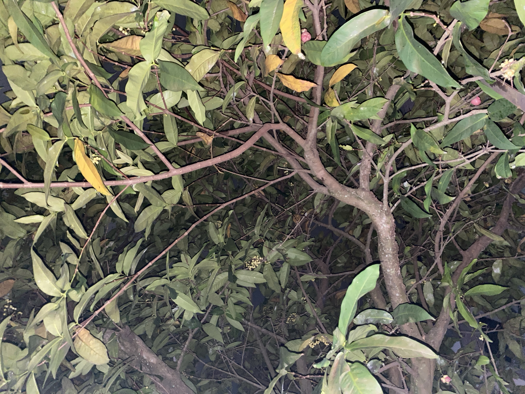 This image captures a close-up, low-angle view of a dense tree canopy at night, likely within the city of Banjarmasin, Indonesia, given the provided context. The scene is dominated by numerous dark green, elongated leaves and thin, reddish-brown branches. Some leaves are yellowing, suggesting the change of seasons or natural aging. Small clusters of tiny, light-colored flowers are visible amongst the foliage. The overall impression is one of lush vegetation. In the lower right and center portions of the image, a few small, pinkish-red fruits, possibly berries or small drupes, are present, hanging from the branches. The lighting suggests artificial light sources, creating shadows and highlighting certain areas of the leaves and branches, while leaving others in darkness. No people or animals are visible in the frame.