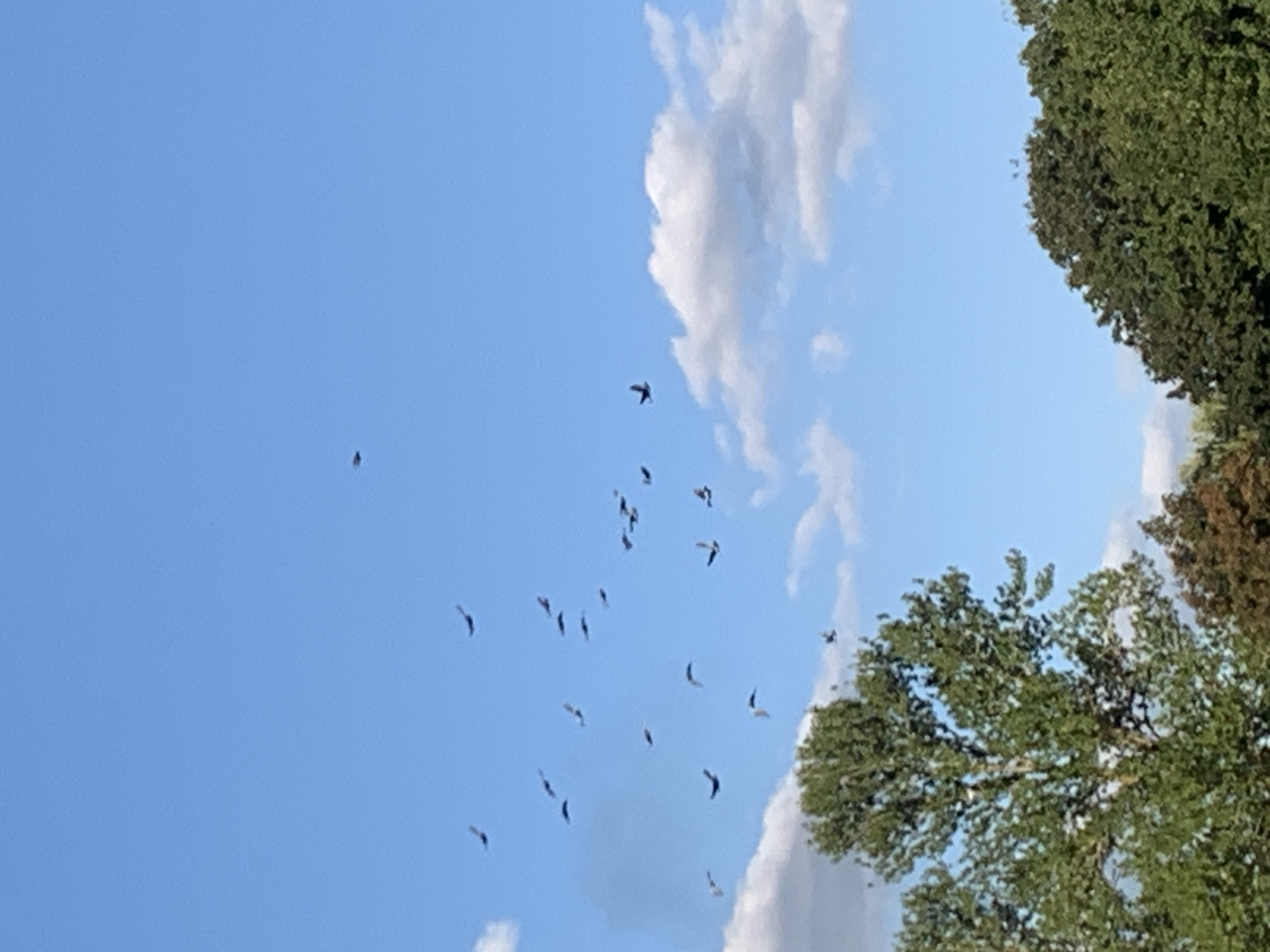A flock of birds is captured in flight against a bright blue sky with scattered white clouds. The birds are dispersed across the upper half of the frame, some appearing as dark silhouettes in motion. In the foreground, the tops of several green trees are visible, with some showing autumnal foliage in shades of brown and red. The scene appears to be an outdoor natural setting, possibly a park or open area within a city. There are no people or man-made structures directly depicted in the image, though the presence of trees suggests an urban or suburban environment. The photograph is taken from a low angle, looking upwards towards the sky and the flying birds. The location is identified as Kolomyia, Ukraine.