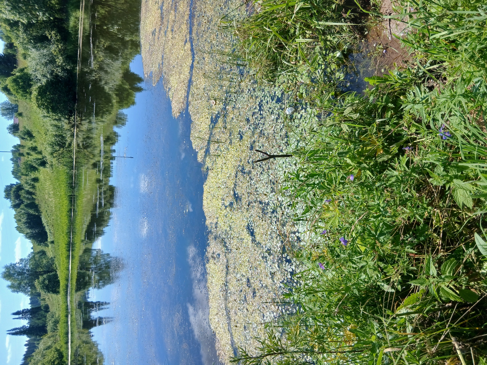 This is a horizontal, eye-level, full-shot photograph of a natural landscape scene. The foreground is dominated by lush green vegetation, including tall grasses and leafy plants, with a few small purple wildflowers interspersed. A narrow, muddy bank is visible on the right side. The mid-ground features a body of water, partially covered with green lily pads and other aquatic vegetation, with a single, small, Y-shaped wooden stick partially submerged. The water reflects the sky and surrounding trees. In the background, a gentle, grassy slope rises, dotted with various trees and shrubs, under a clear blue sky with a few white clouds. The scene depicts a tranquil, natural setting in the countryside, likely near Большая Уса, Russia, during daytime. There are no people visible in the image.