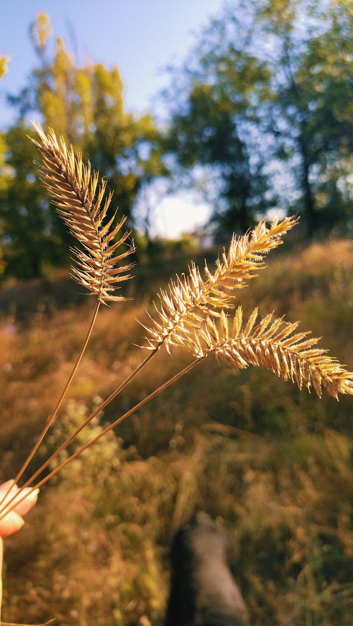 The image captures a close-up view of three dried stalks of grass held by a hand, with a blurred background of trees and foliage under a bright sky. The foreground is dominated by the golden-brown hues of the grass stalks, their delicate feathery seeds catching the sunlight. A blurred hand with light skin is visible in the bottom left, gently holding the base of the stalks. In the background, out-of-focus trees with green and yellow leaves are discernible, suggesting a natural setting. The sky is a clear, light blue. The overall lighting suggests a sunny day, possibly late afternoon or early morning due to the warm tones. The location is described as the city of Horishni Plavni, Ukraine.