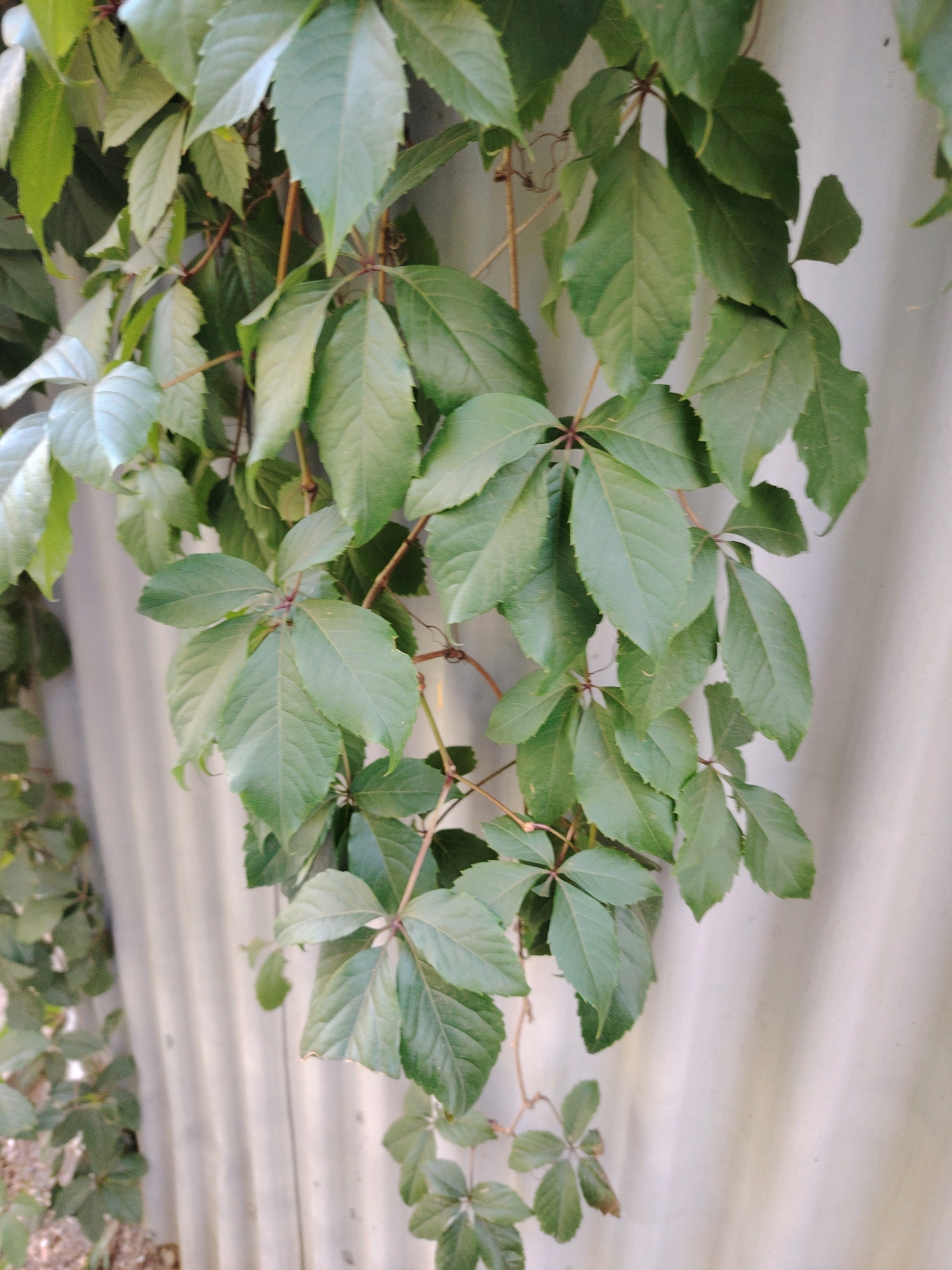A close-up, eye-level shot captures a vine with deep green, five-lobed leaves cascading down against a textured, light-colored vertical surface that appears to be corrugated metal, possibly part of a fence or building exterior. The vine's thin, brown stems are visible, winding through the foliage. The lighting suggests an outdoor environment, possibly late afternoon or early morning, with subtle shadows and highlights on the leaves and the background. The scene is devoid of any human presence or activity. The environment is consistent with an urban setting, potentially a residential or industrial area in Astana, Kazakhstan.