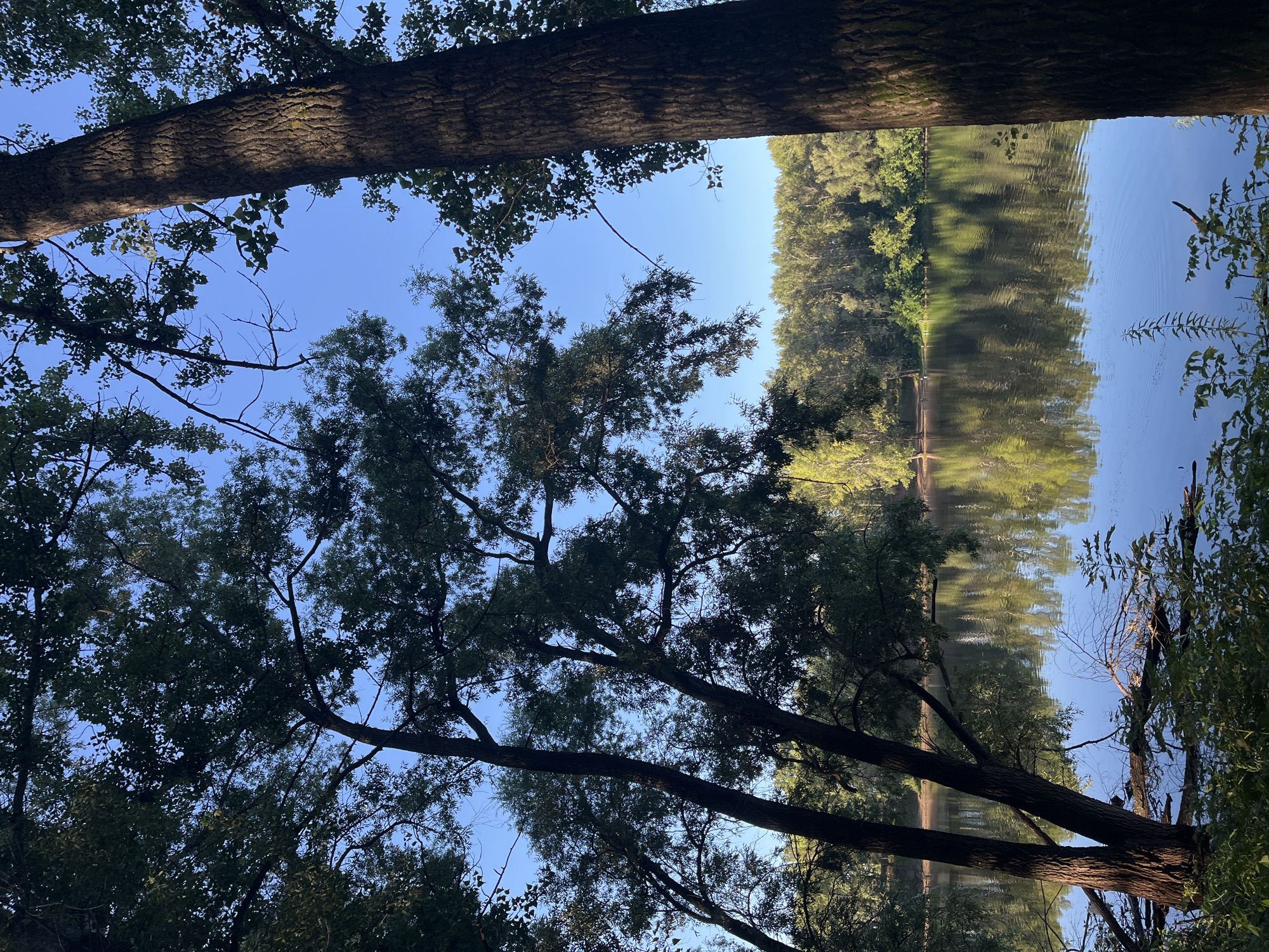 The image depicts a tranquil natural scene by the Amur River in Blagoveshchensk, Russia. The foreground is dominated by the silhouettes of trees and their branches against a clear blue sky, with a large tree trunk prominently positioned on the right side of the frame. Sunlight dapples the bark of this tree. In the mid-ground, the calm surface of the Amur River reflects the lush green trees lining its opposite bank, creating a mirror-like effect. The trees on the far bank are dense and verdant, suggesting a well-preserved natural environment. Scattered branches and vegetation are visible along the near bank of the river, adding to the rustic ambiance. The overall impression is one of peaceful natural beauty, characteristic of the riverside landscapes found in Blagoveshchensk. There are no people or discernible human activity in the scene.