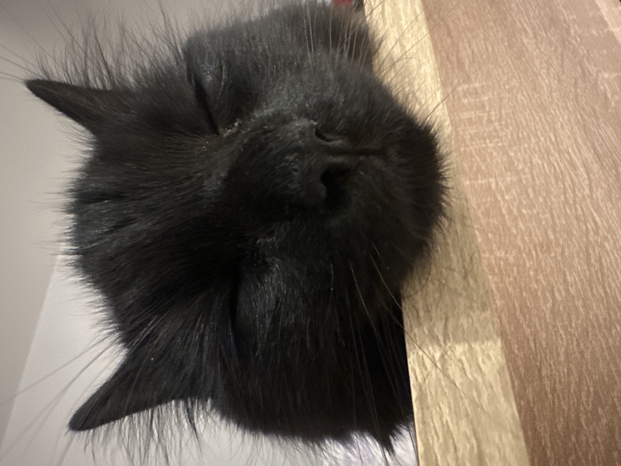 A close-up, tilted perspective image depicts the head of a black cat. The cat's face, with its nose and whiskers, is prominently featured. A wooden surface is visible on the right side of the frame. The background appears to be a white or light-colored wall. The location of the image is not discernible from the provided visual information.