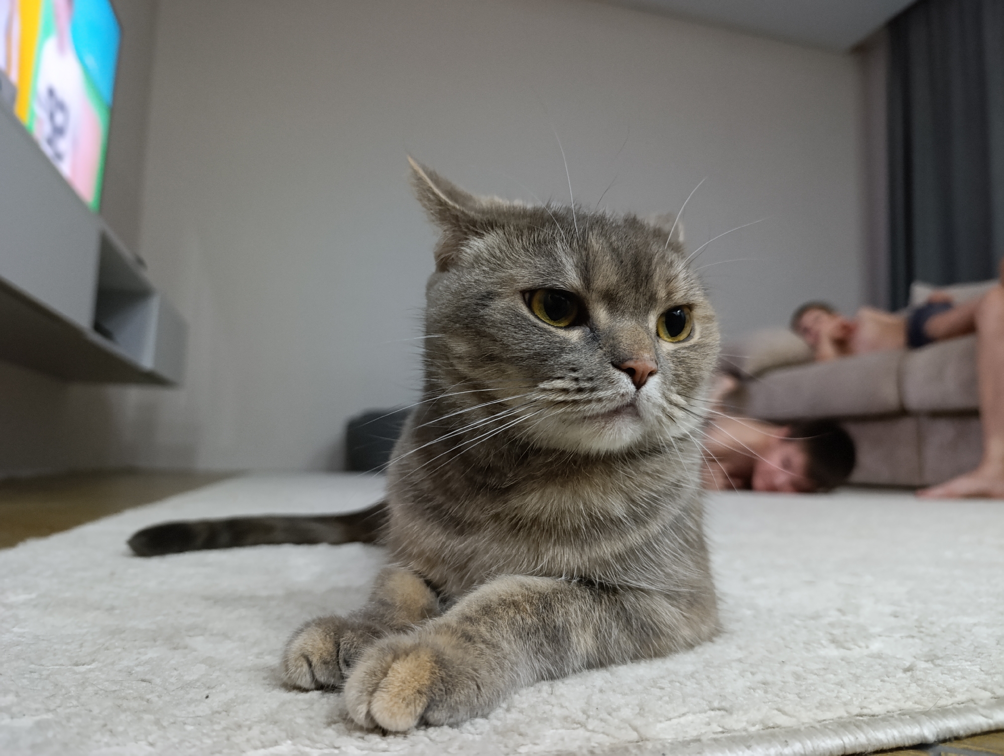 A grey tabby cat is lying on a white rug in a room. The cat is facing right and looking away from the camera. In the background, two shirtless males are lying on a couch. A television is mounted on the wall to the left of the frame. This scene is taking place in Chaikovsky, Russia.