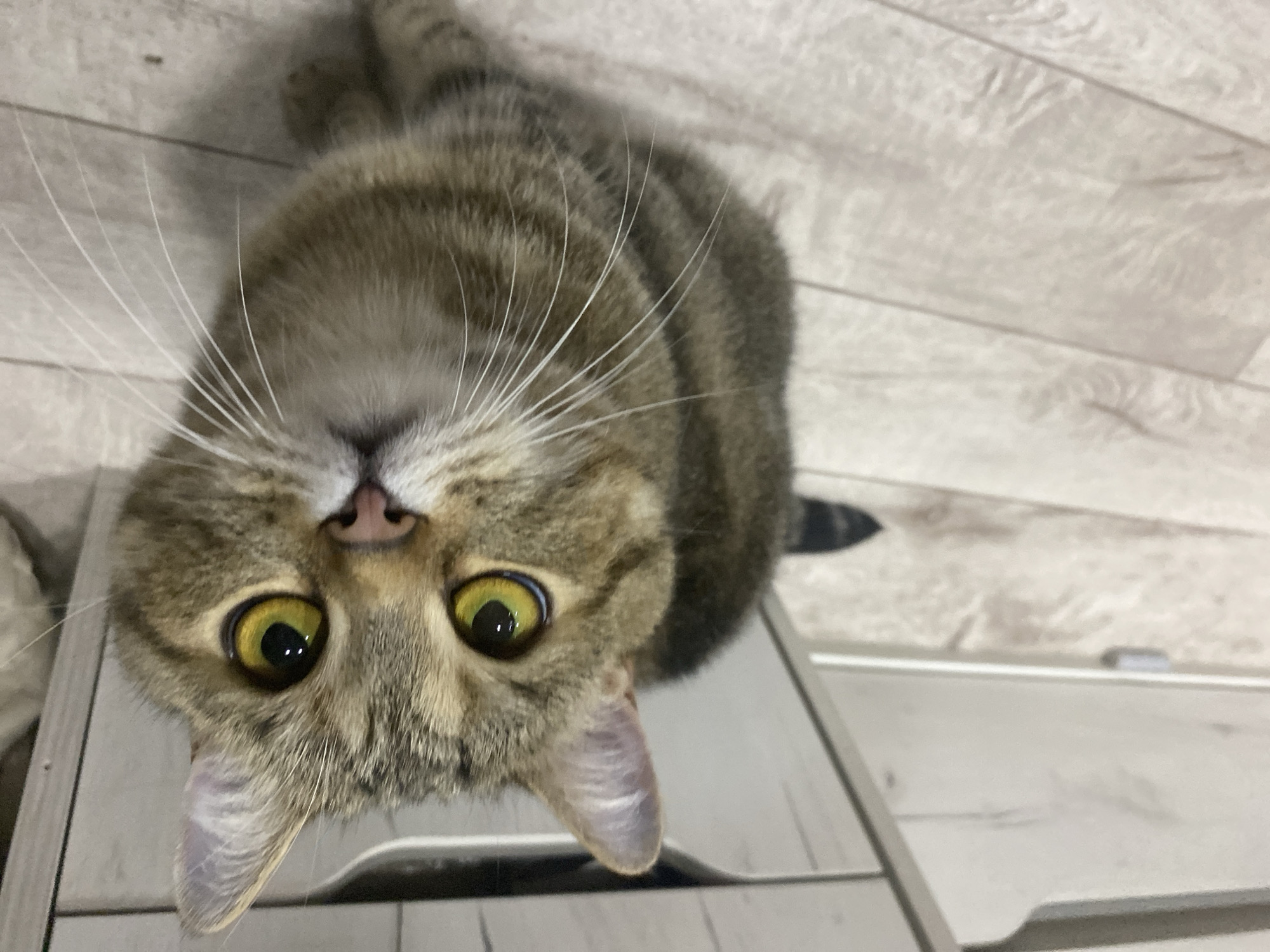 A high-angle, slightly tilted close-up shot shows a brown and gray tabby cat with bright yellow eyes looking up at the camera. The cat's fur is striped and its whiskers are long and white. The cat is positioned in the foreground, with the blurry background showing a light-colored wooden floor and a white cabinet. The cat's tail is visible at the bottom right of the image.