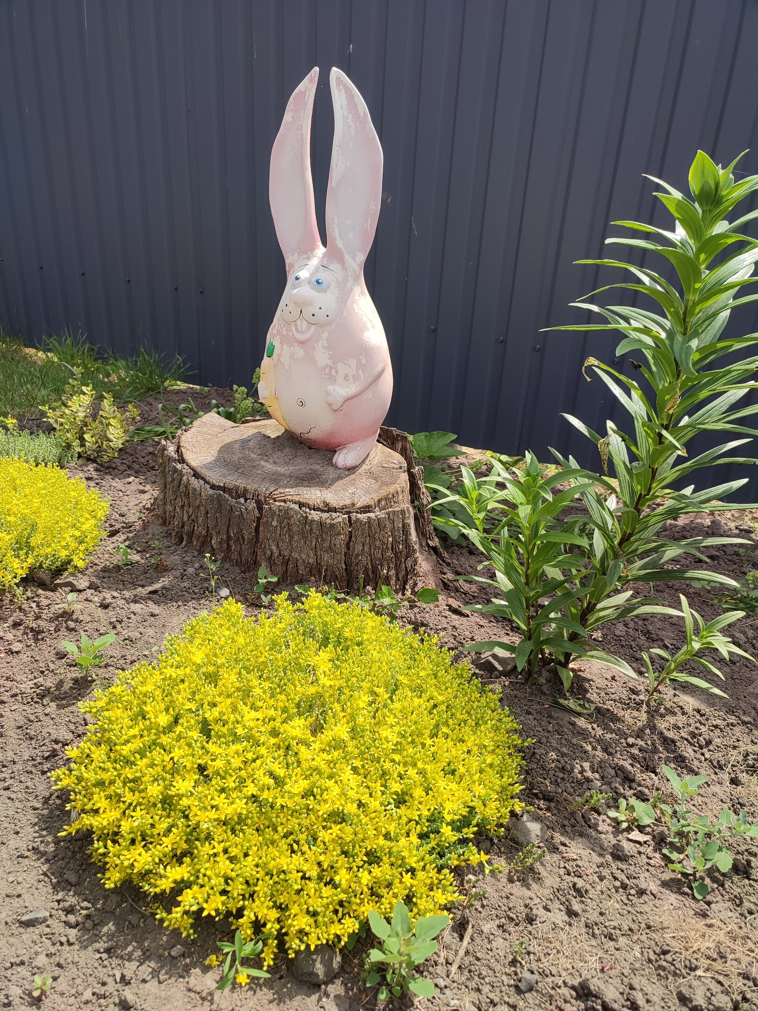 This image depicts an outdoor garden scene within the city of Unknown, Unknown. The central subject is a weathered pink rabbit statue positioned on a cut tree stump. The statue features tall, pointed ears, blue eyes, a smiling mouth, and appears to be holding a green object in its left hand. Its pink paint shows visible chipping and fading, revealing a lighter base material. The tree stump is aged, dark brown wood with a flat top surface and pronounced bark texture on its sides.
Surrounding the stump are various plants and exposed earth. In the foreground, two distinct clusters of a bright yellow flowering groundcover are present; one large, dense clump occupies the lower-left, and a smaller cluster is positioned to the left of the tree stump. To the right of the stump, several stalks of a tall, green-leafed plant with pointed foliage are growing, with additional smaller plants emerging around their base. Sparse green weeds and blades of grass are scattered across the dark brown soil, which constitutes the majority of the ground plane. A small clump of variegated yellowish-green foliage is visible behind the smaller yellow flowering plant.
The background features a dark grey or black corrugated metal fence with prominent vertical ridges and visible fasteners. Shadows are cast by the rabbit statue and the stump, indicating a light source from the upper-right or behind the viewer. No individuals or live animals are present in the scene.